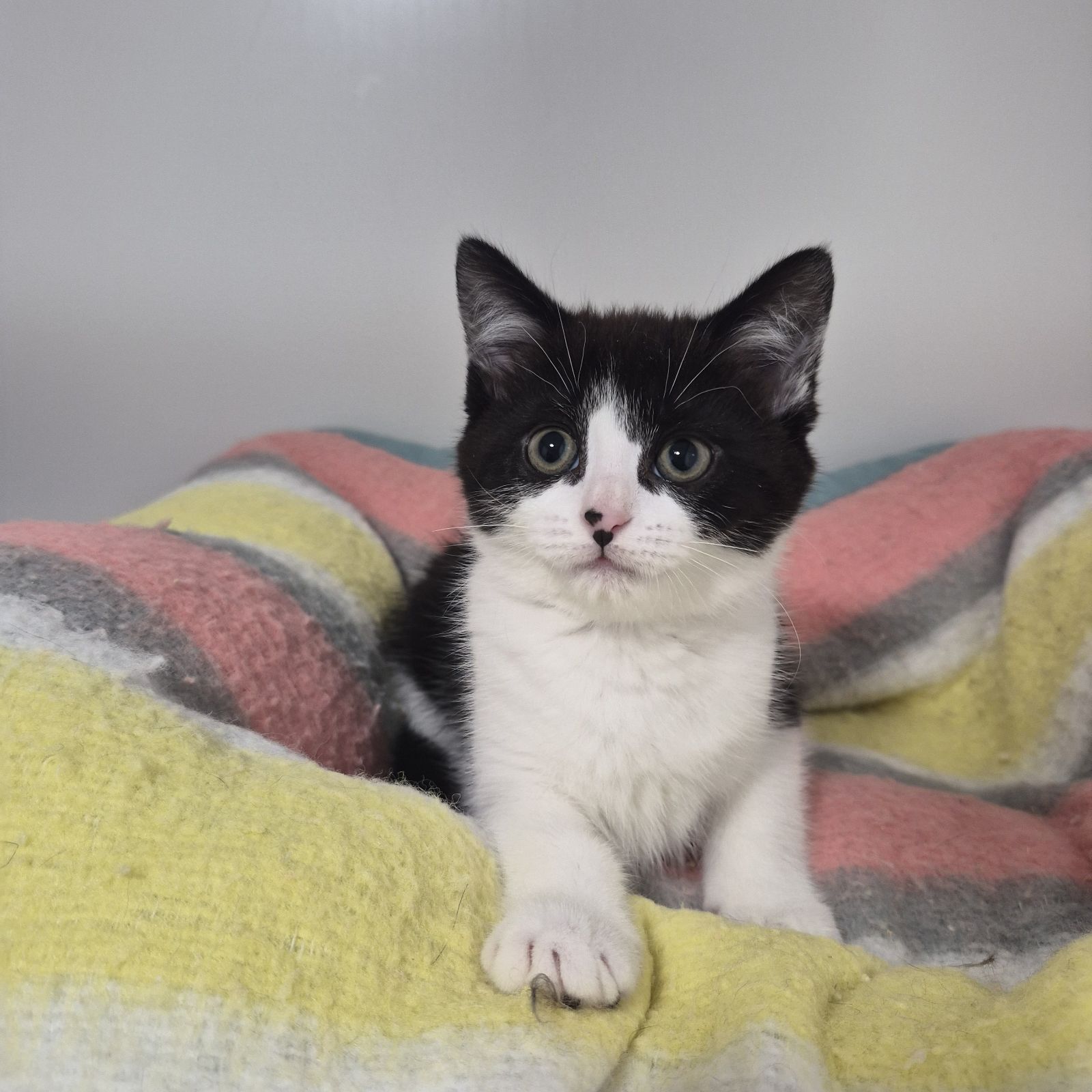 Ariel- 8 Week Old Female