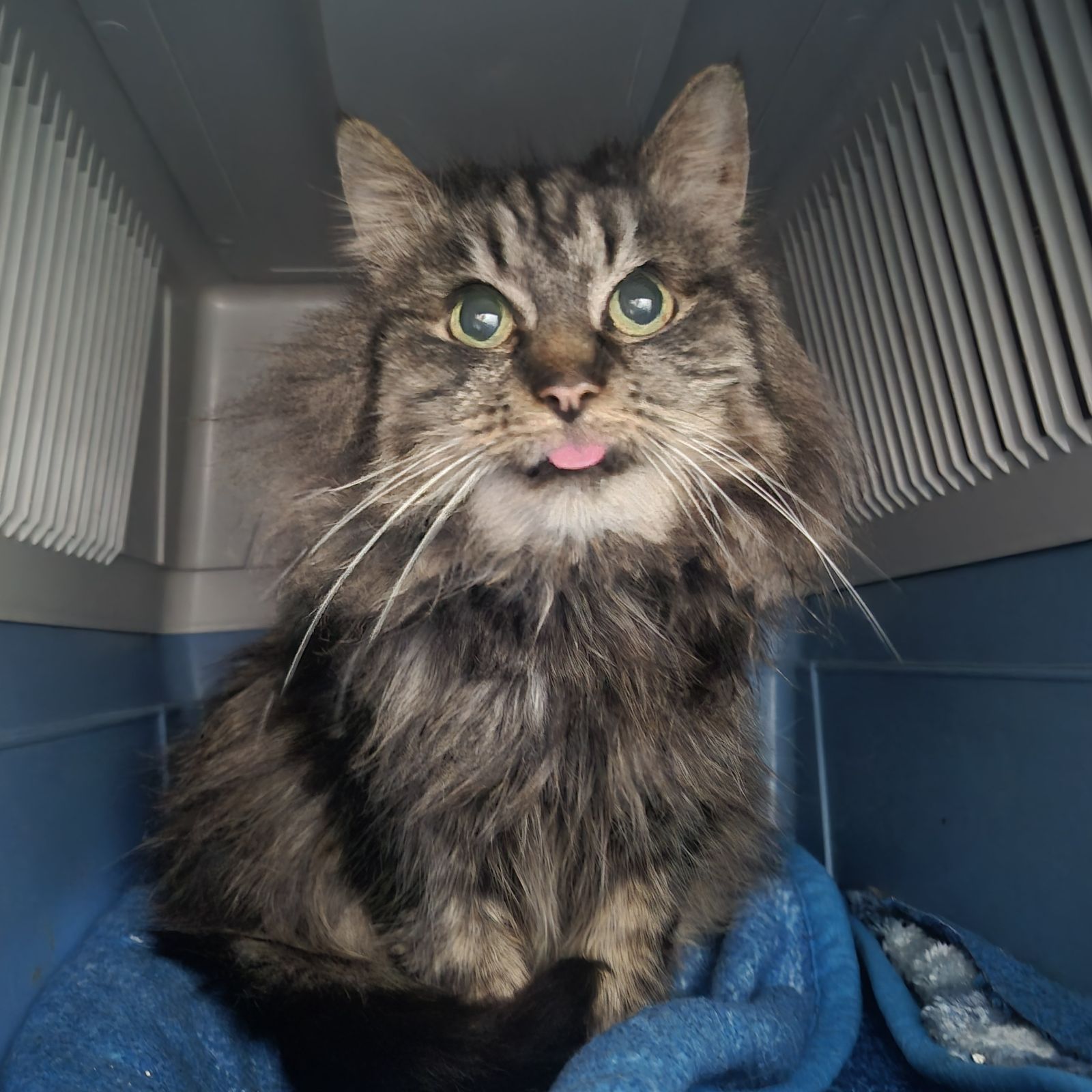 Cali- 16 Year Old Female