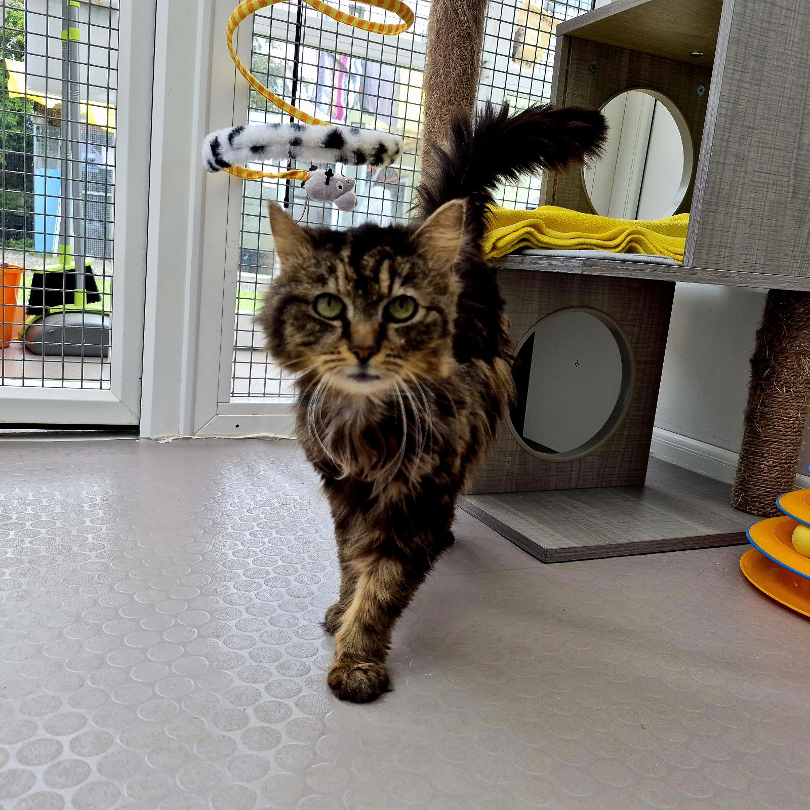 Cali- 16 Year Old Female