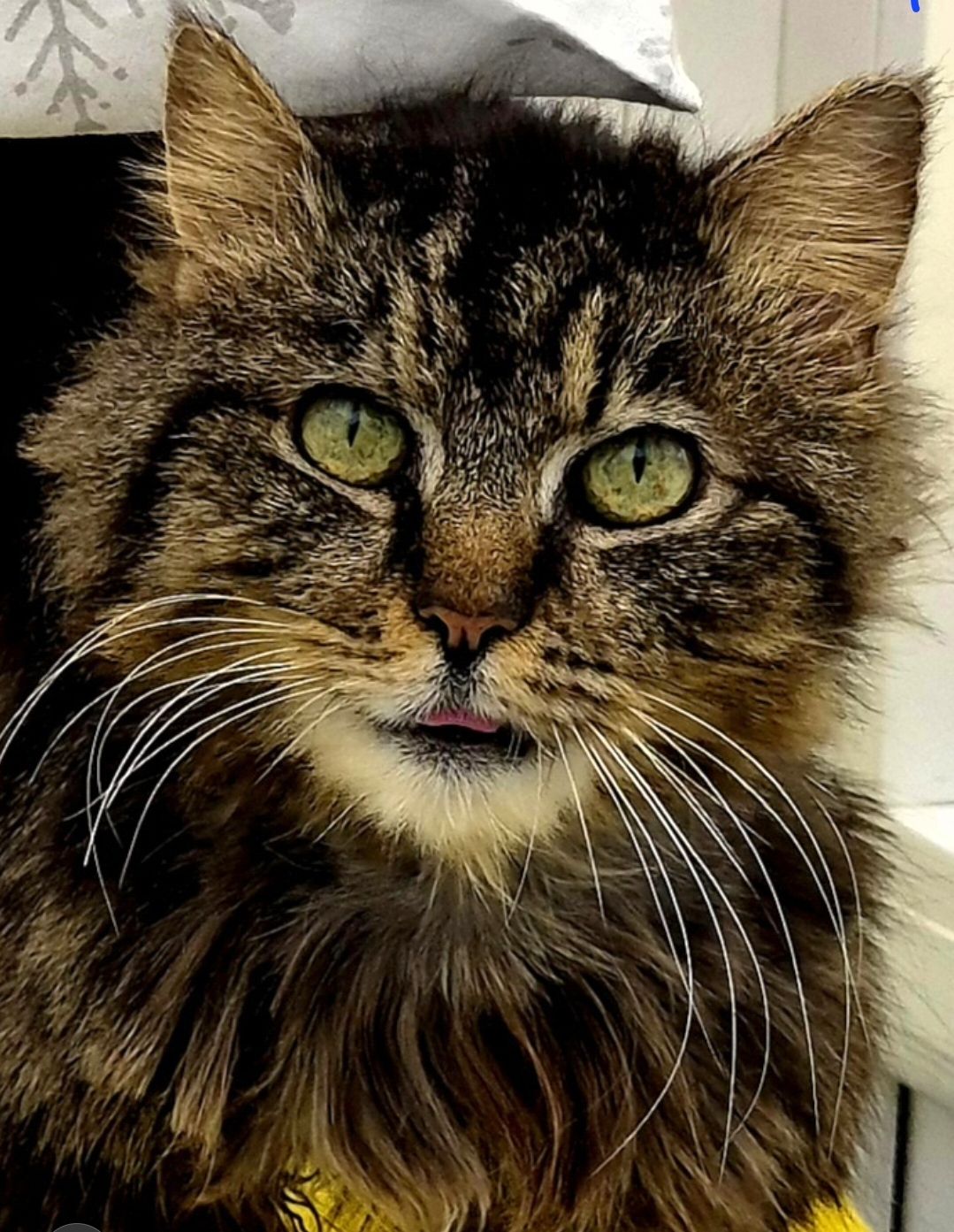 Cali- 16 Year Old Female