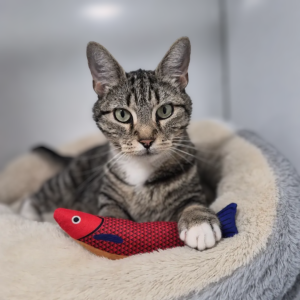 Catnip Fish Toy