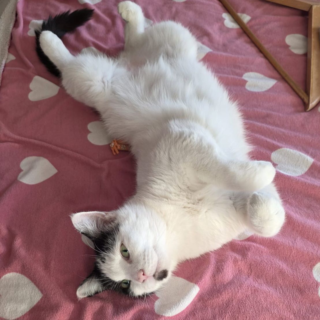 Lola- 7 Year Old Female