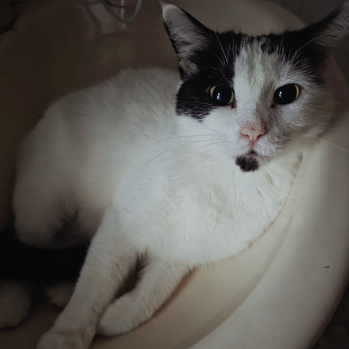 Lola- 7 Year Old Female