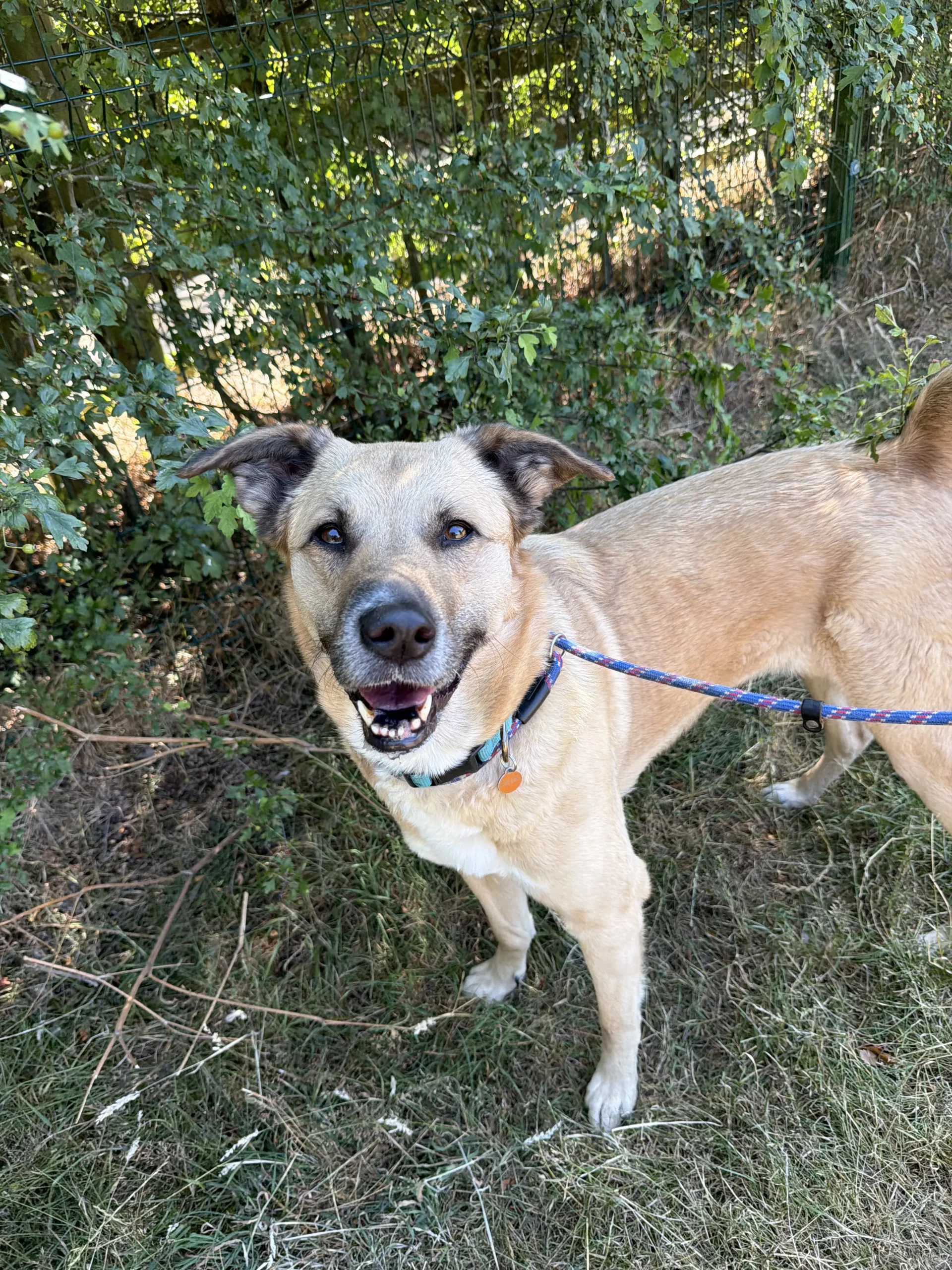 Bambi – 2 year old Female