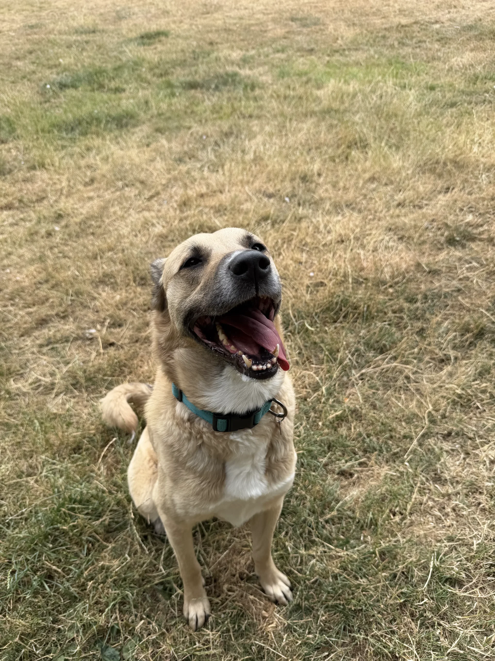Bambi – 2 year old Female