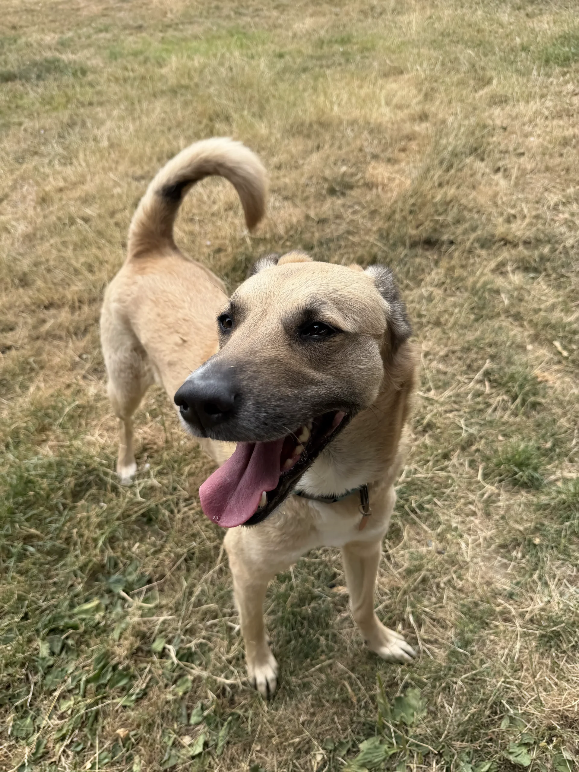 Bambi – 2 year old Female