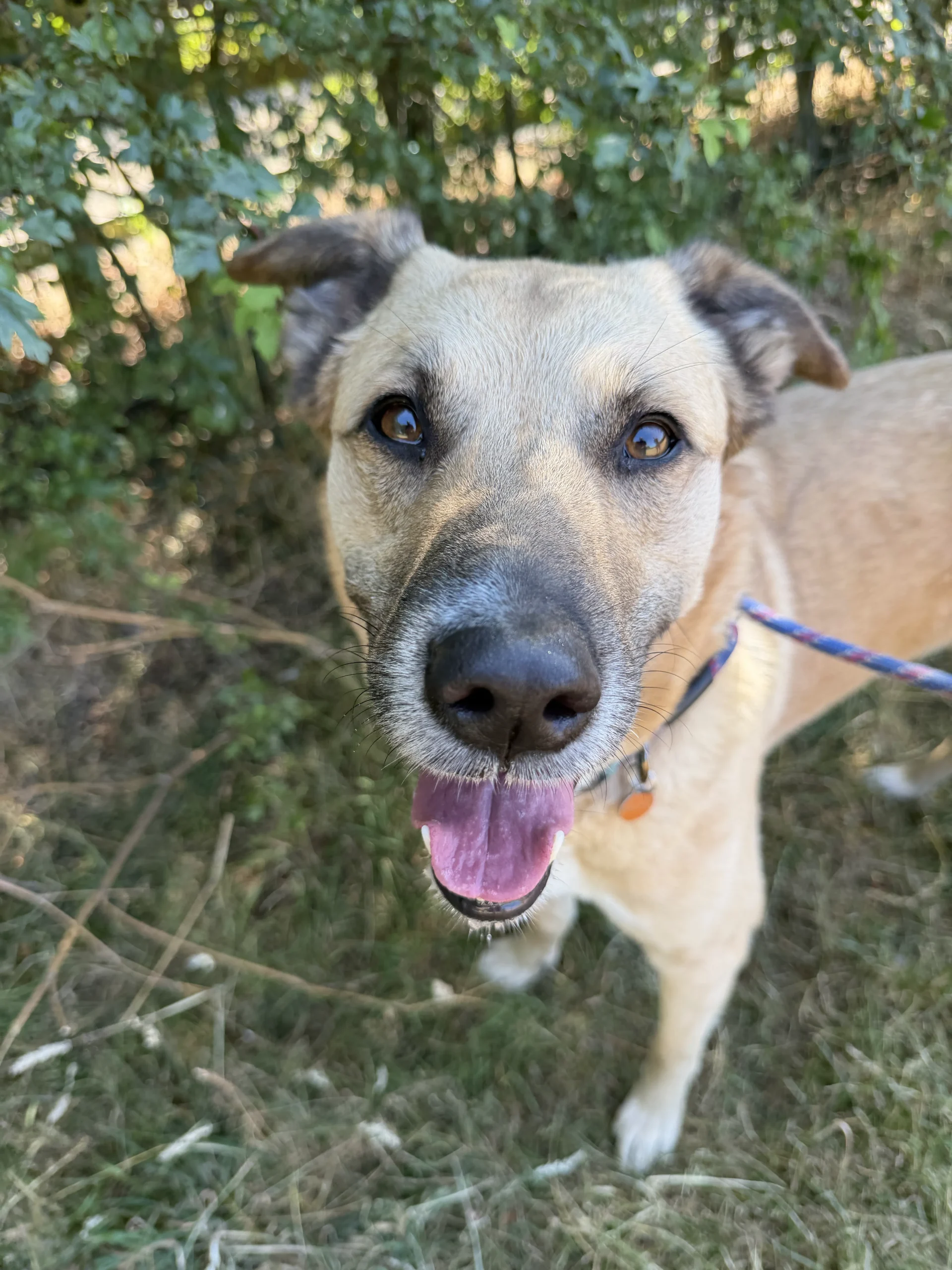 Bambi – 2 year old Female