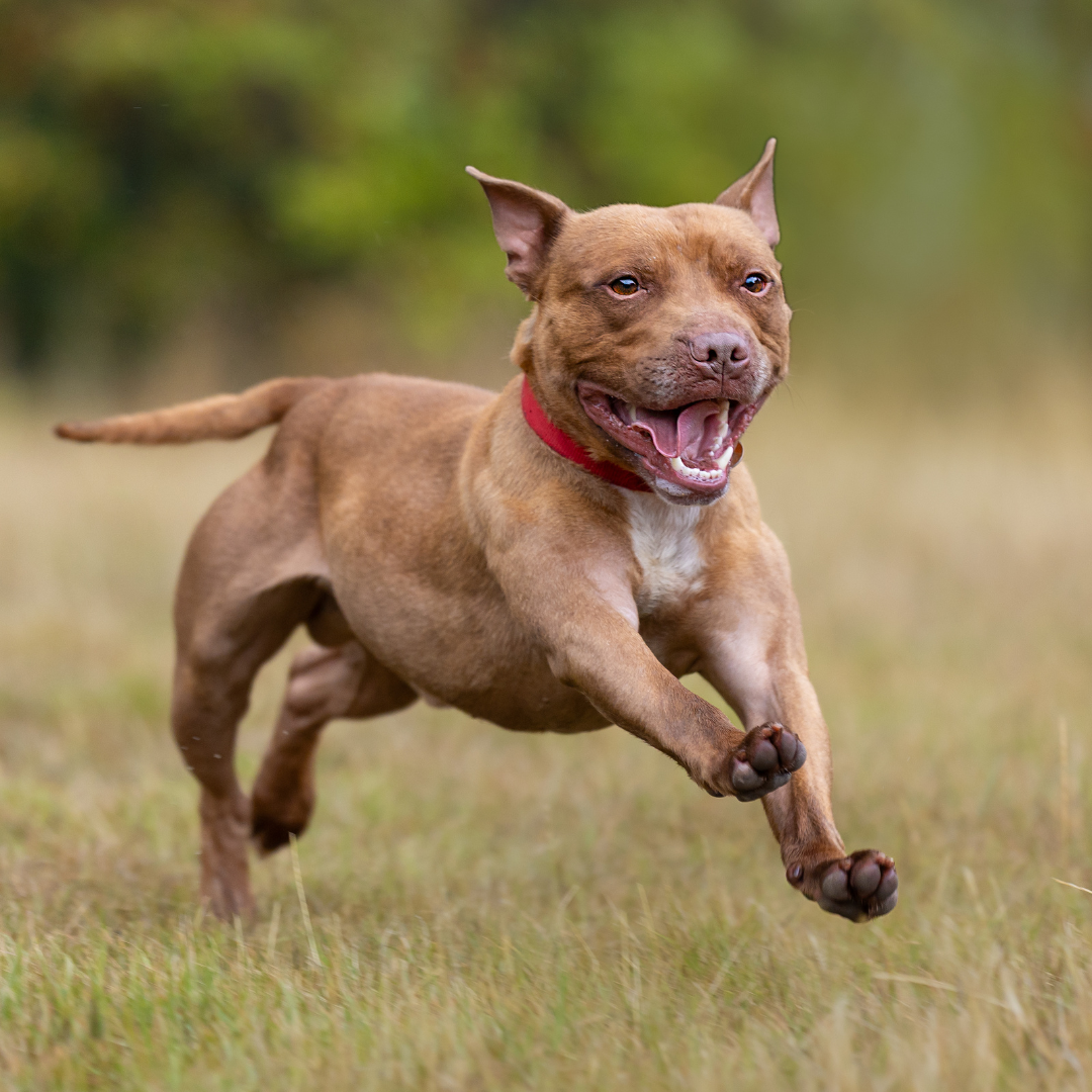 Kai – 3 year old Male – Spotlight Animal