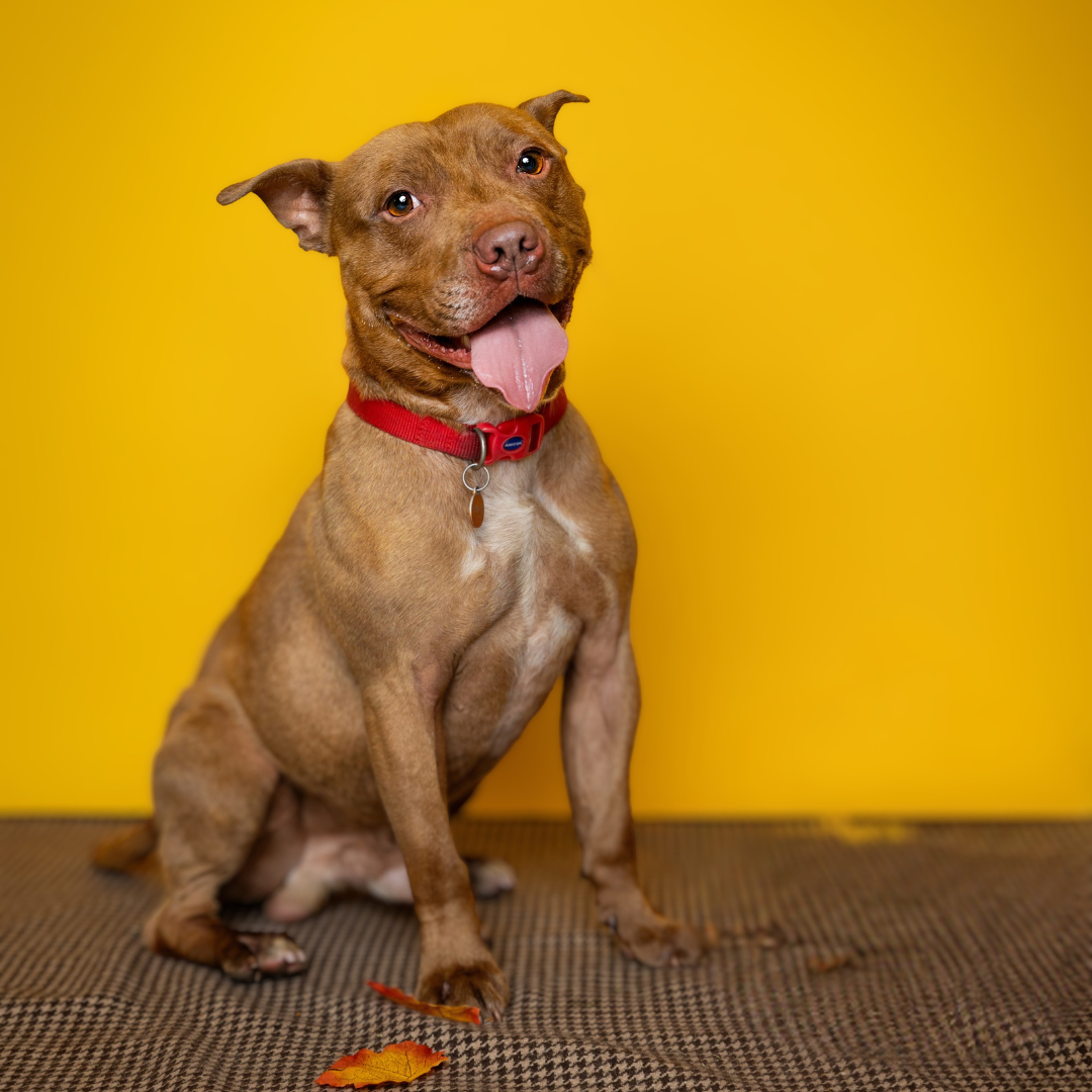 Kai – 3 year old Male – Spotlight Animal