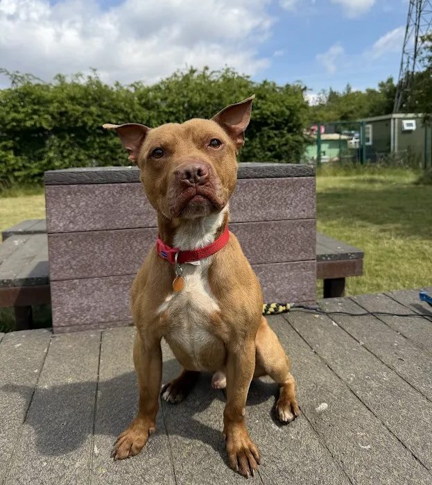 Kai – 3 year old Male (AVAILABLE SOON)