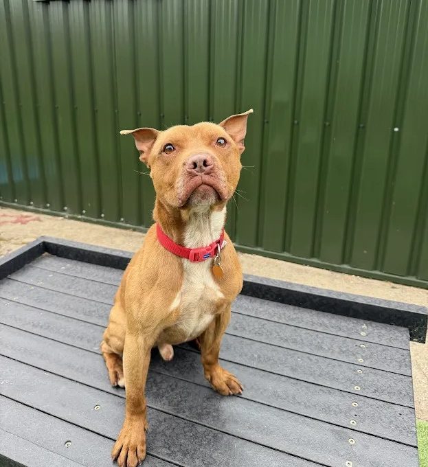 Kai – 3 year old Male (AVAILABLE SOON)