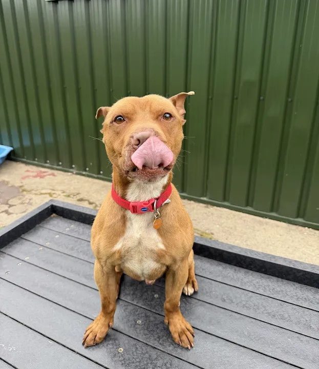 Kai – 3 year old Male (AVAILABLE SOON)