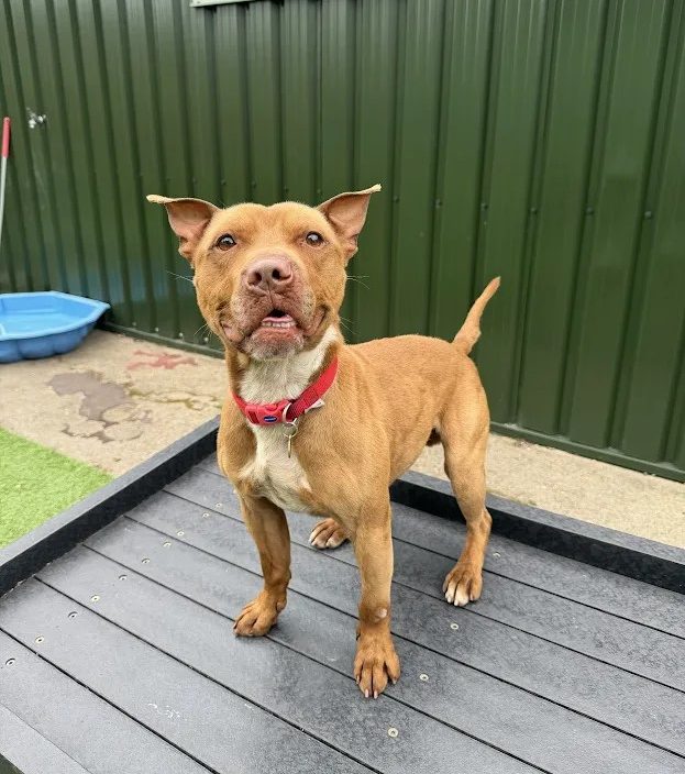 Kai – 3 year old Male (AVAILABLE SOON)