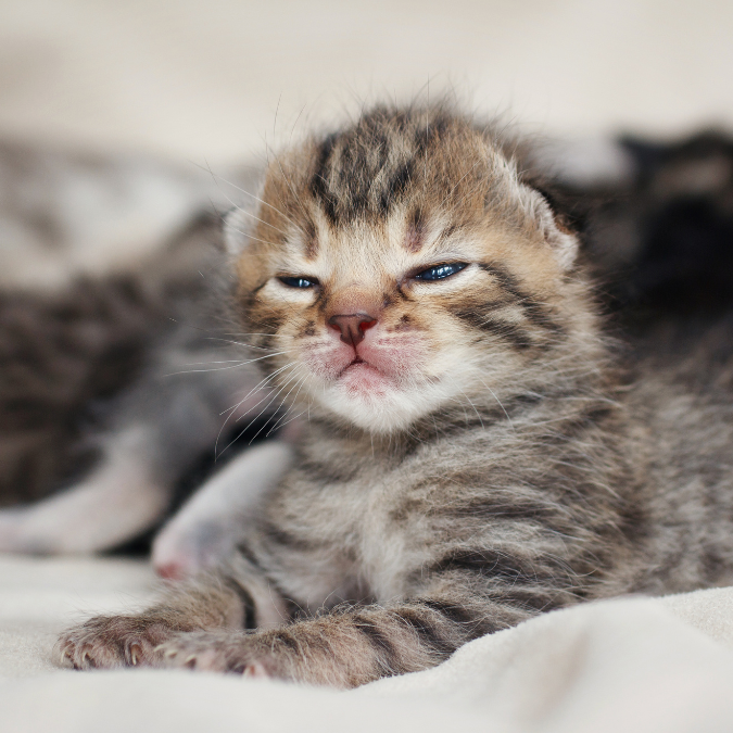 make a general donation to help animals in and around south Yorkshire