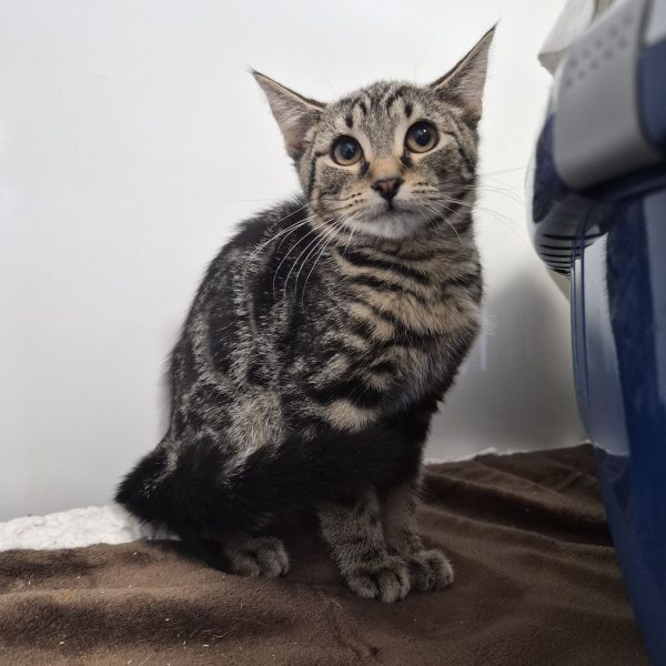 Simon- 3 Month Old Male