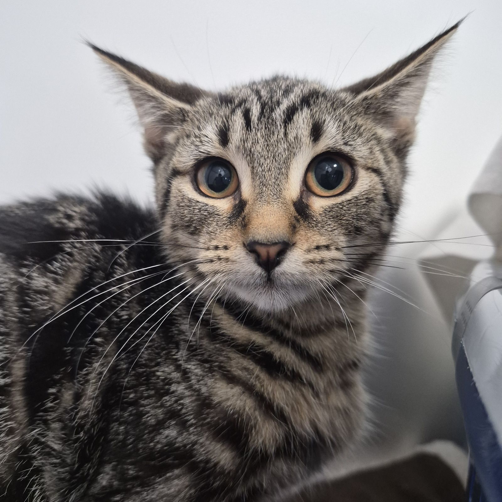 Simon- 3 Month Old Male