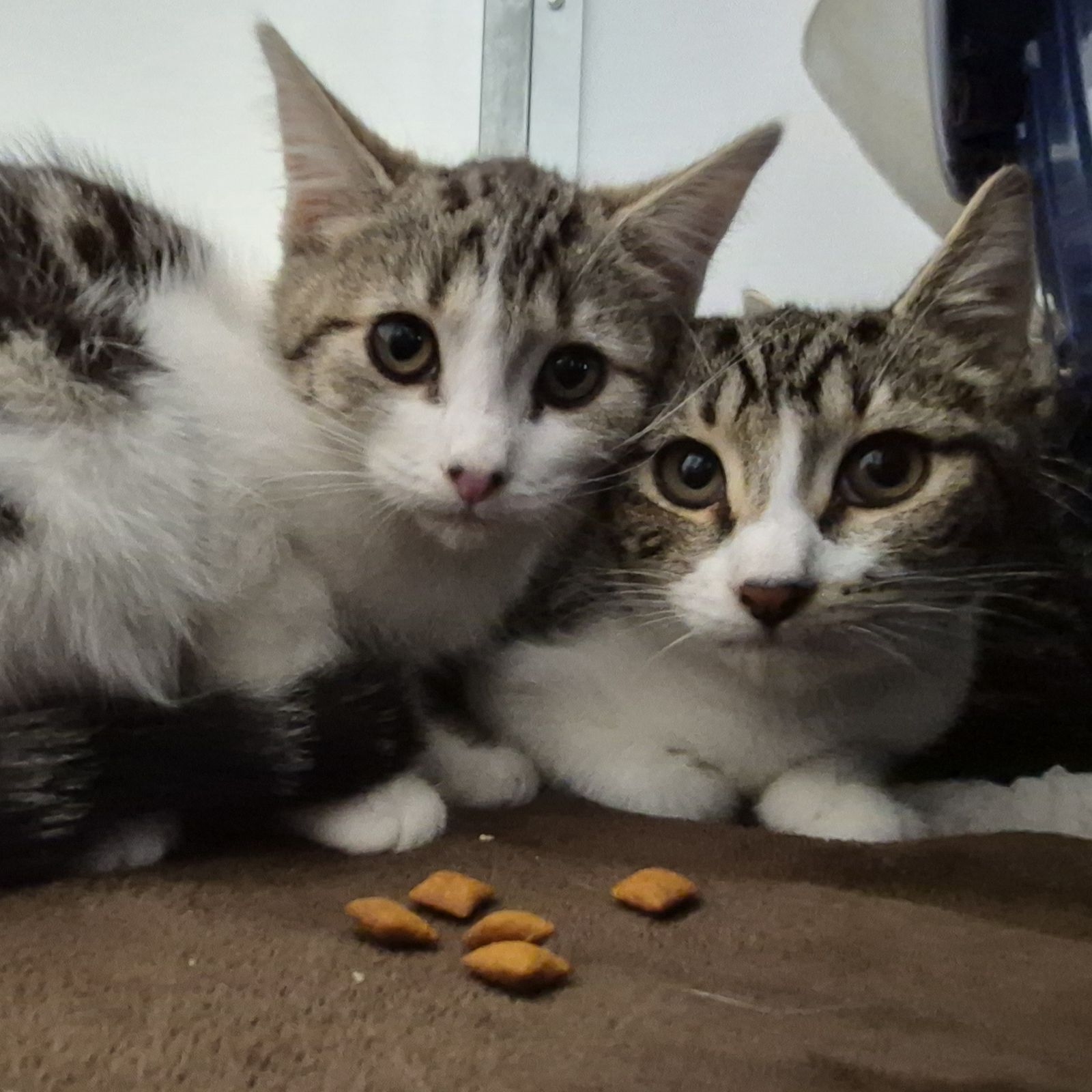Sandra- 3 Month Old Female