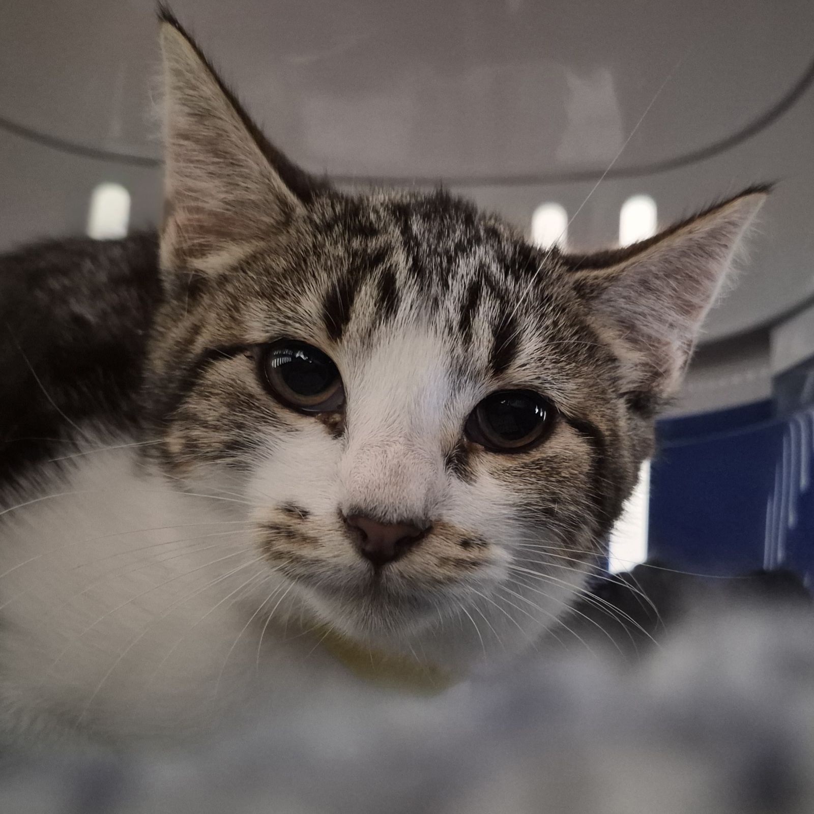 Sue- 3 Month Old Female