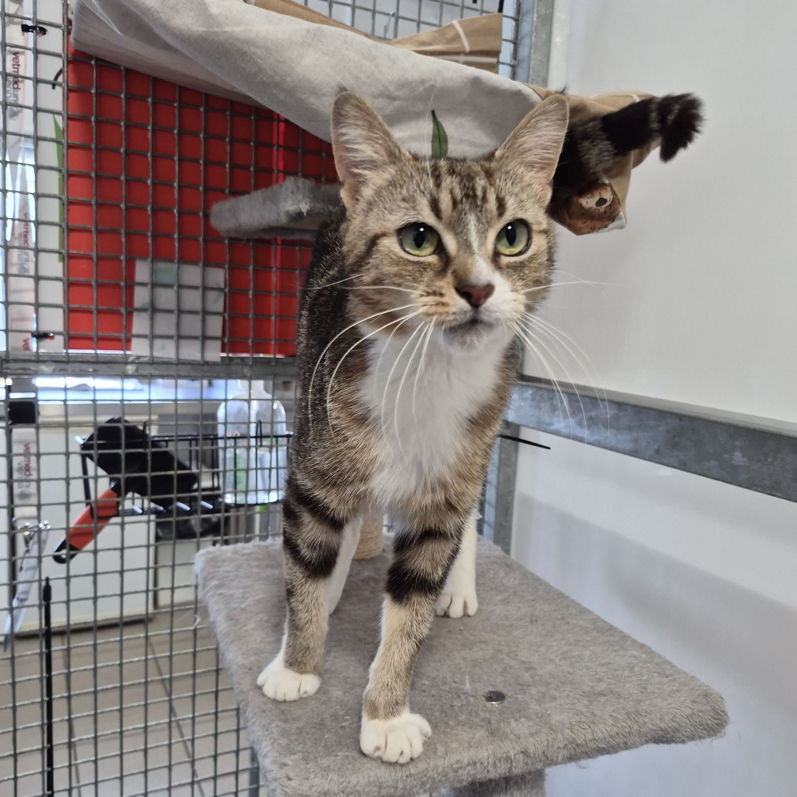 Duchess- 2 Year Old Female