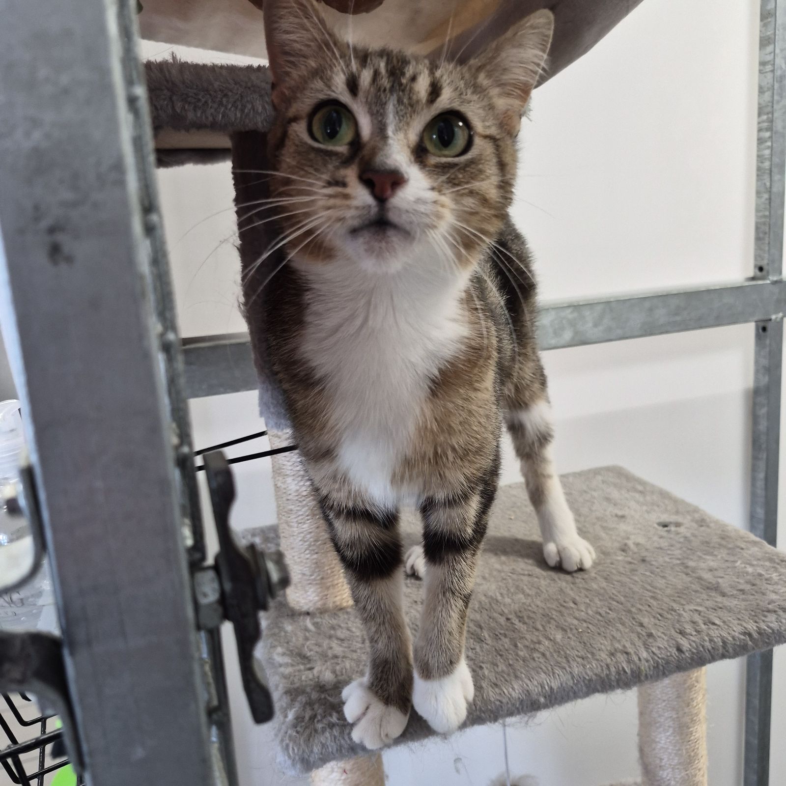 Duchess- 2 Year Old Female