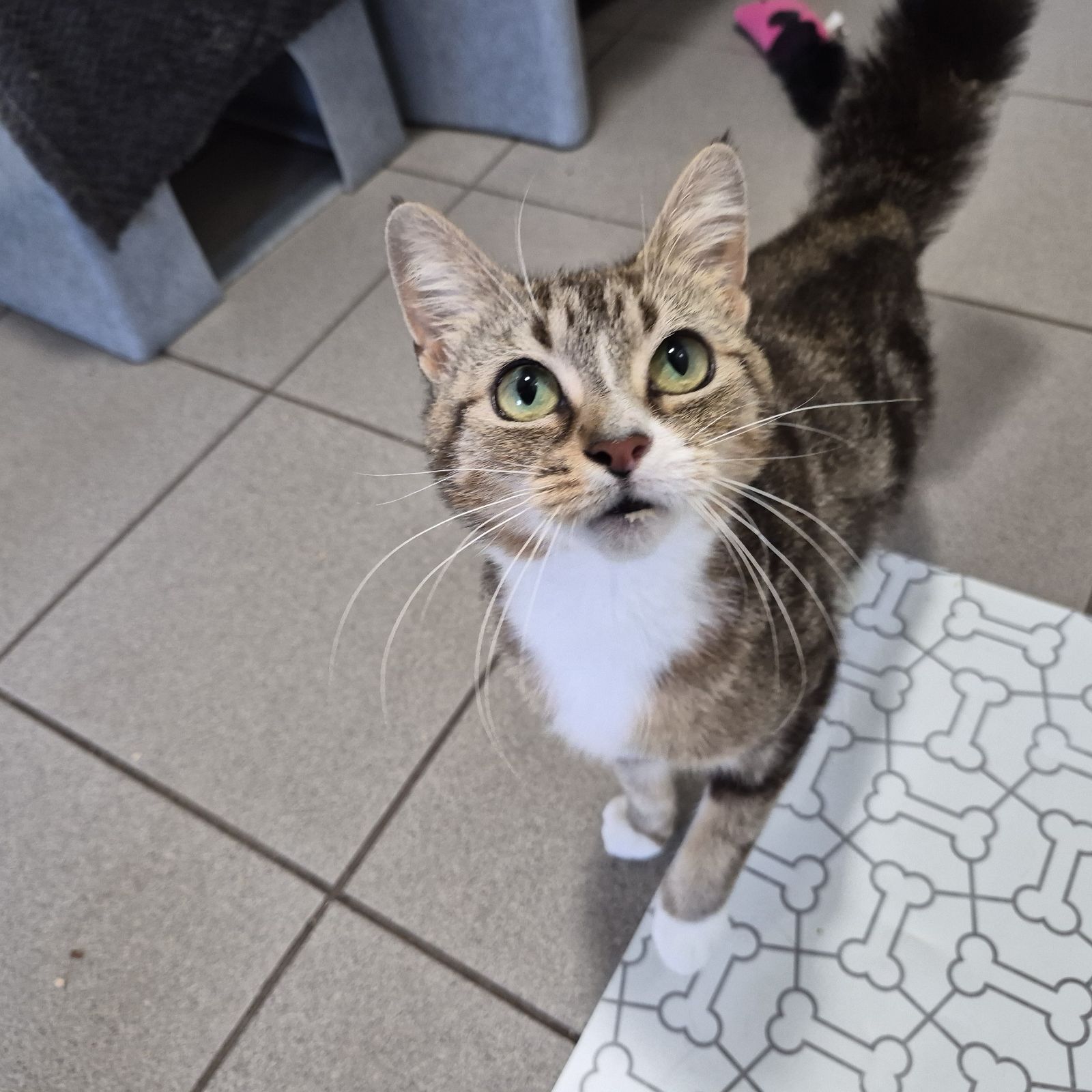 Duchess- 2 Year Old Female