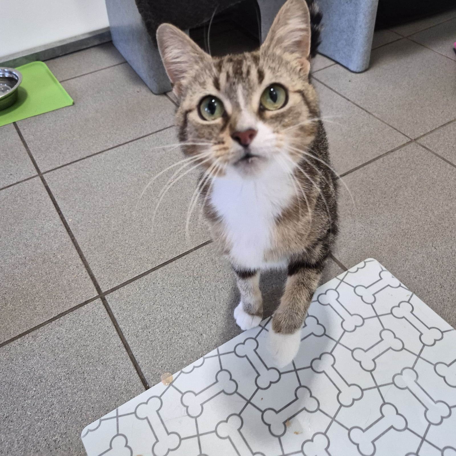 Duchess- 2 Year Old Female