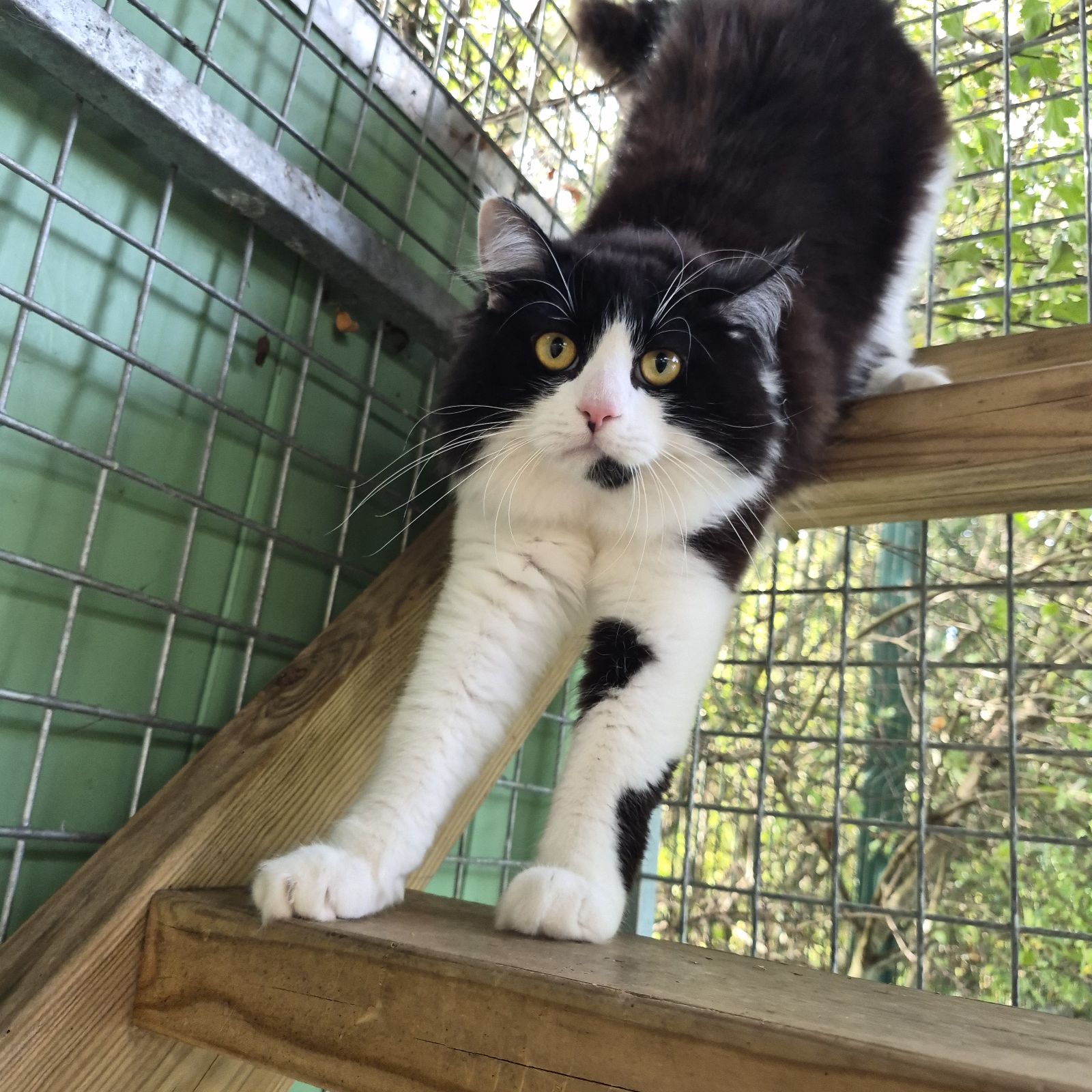 Penny and Pedro- 3 and 1 Year Old Female and Male