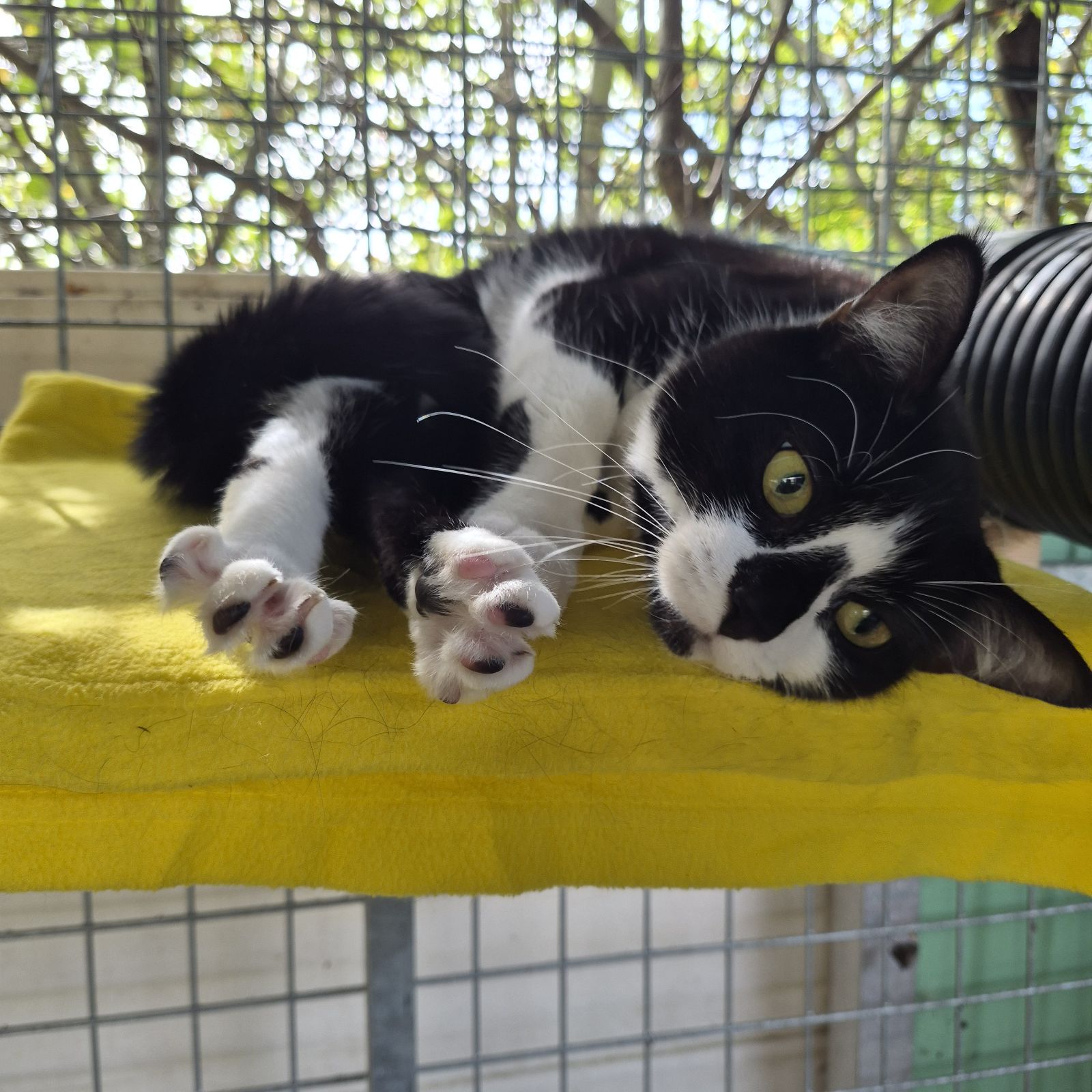Penny and Pedro- 3 and 1 Year Old Female and Male