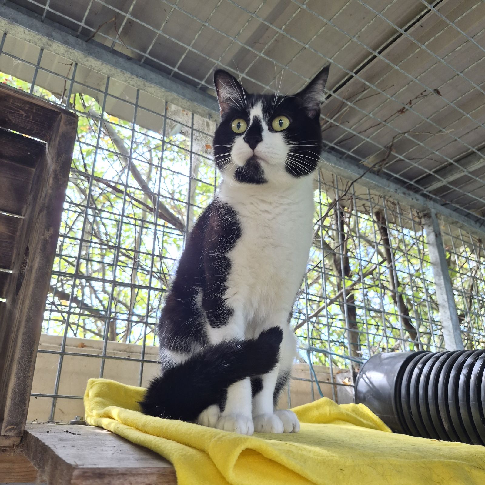 Penny and Pedro- 3 and 1 Year Old Female and Male