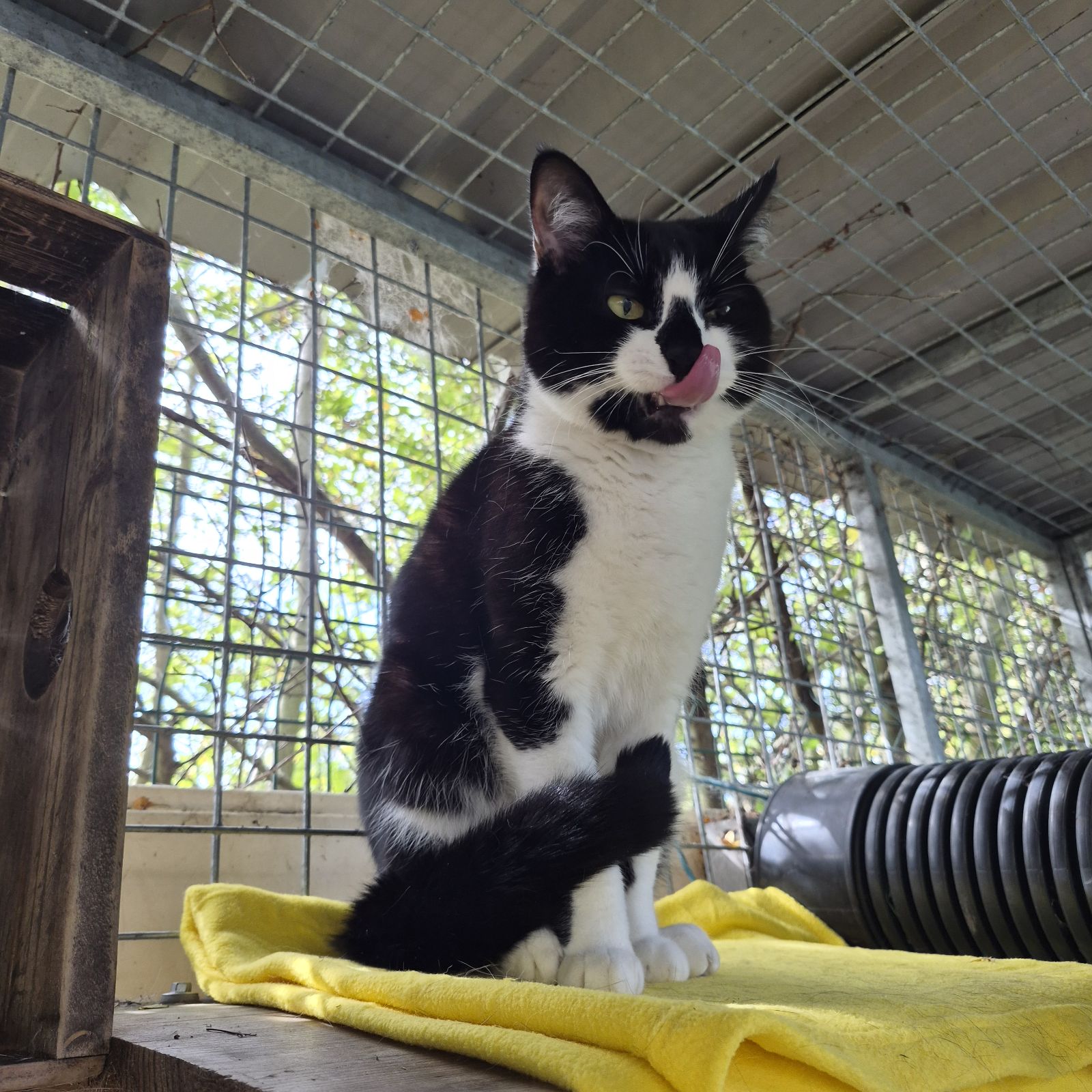 Penny – 3 Year Old Female