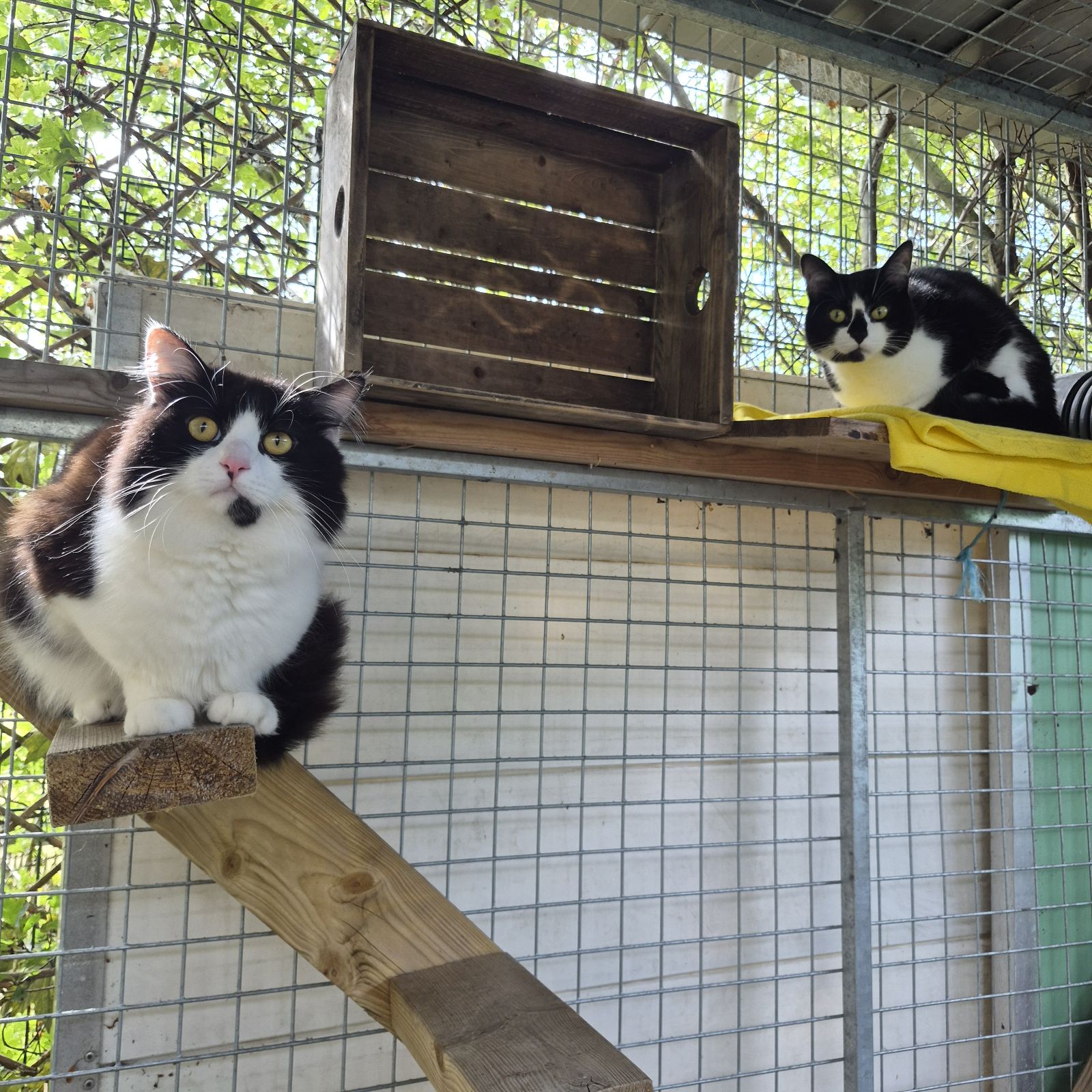Penny and Pedro- 3 and 1 Year Old Female and Male