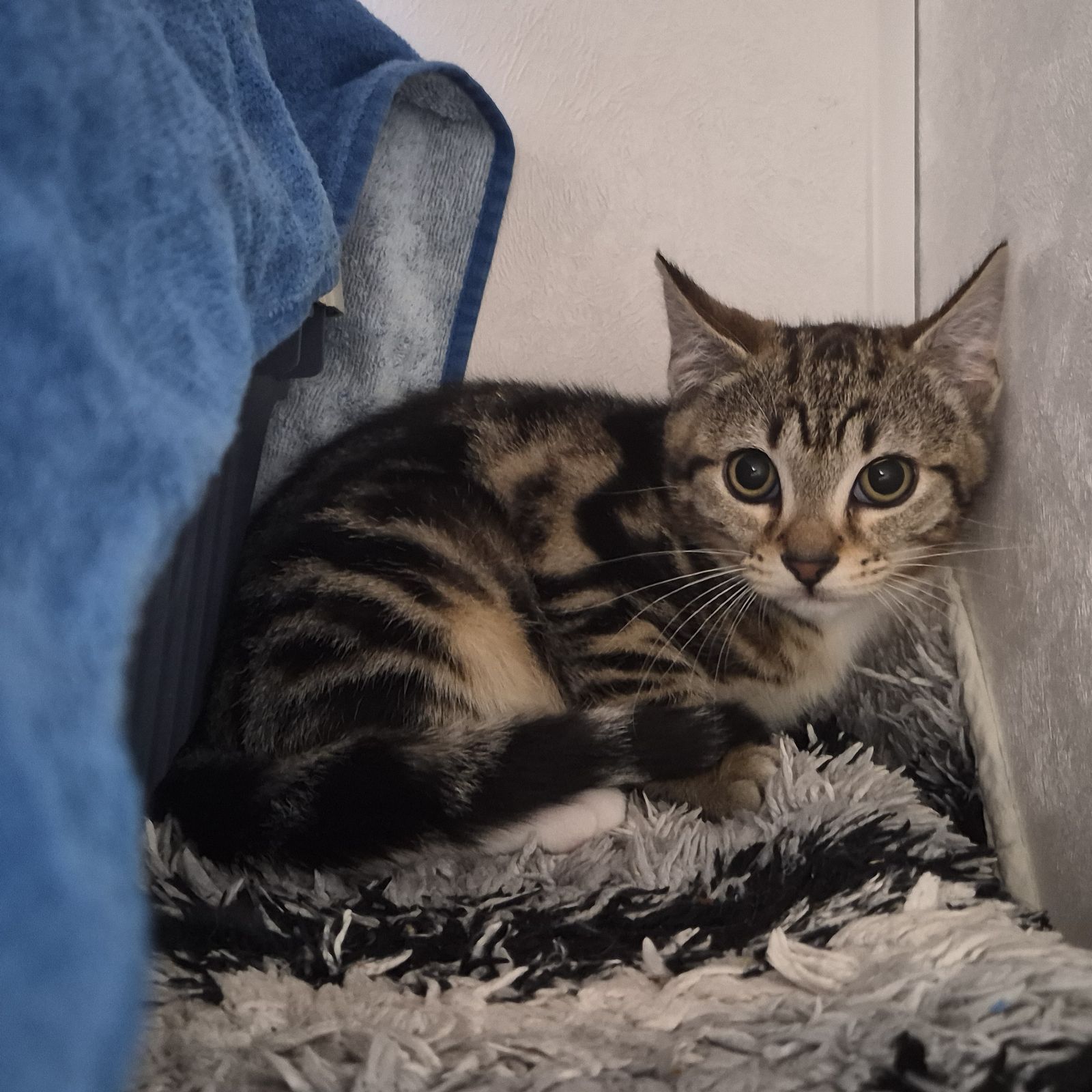 Thyme- 3 Month Old Female