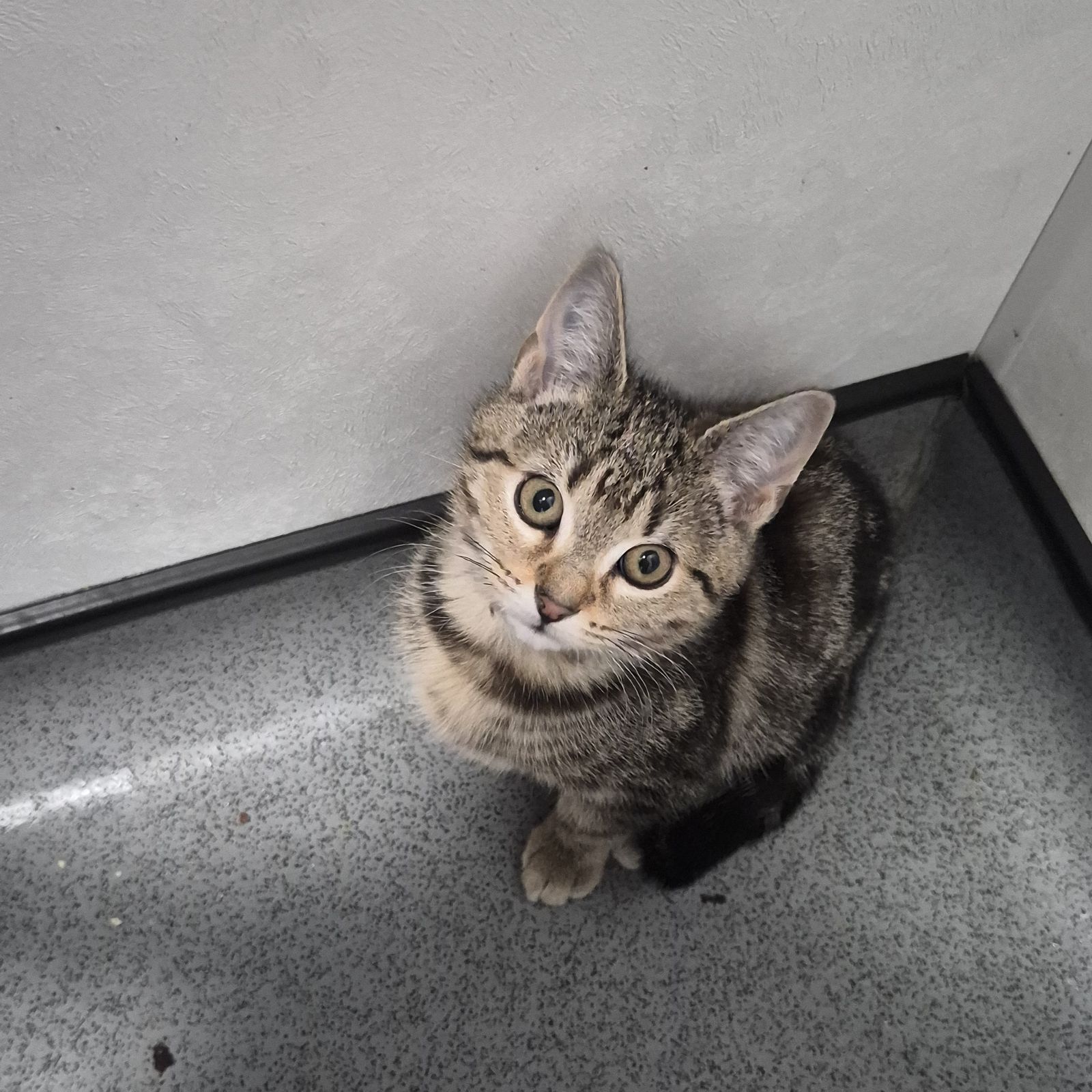 Sage- 3 Month Old Female