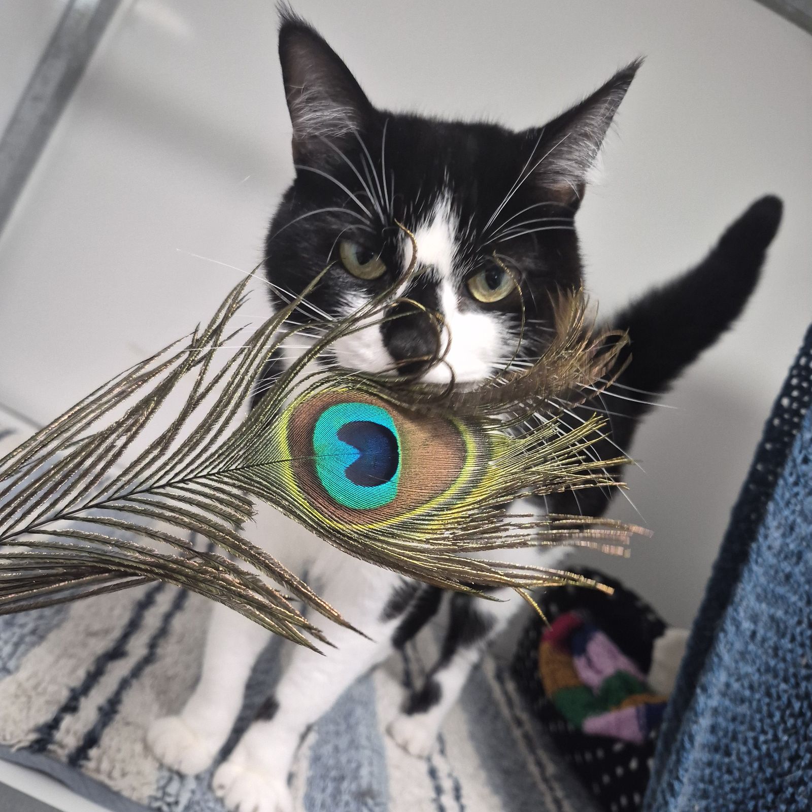 Penny – 3 Year Old Female