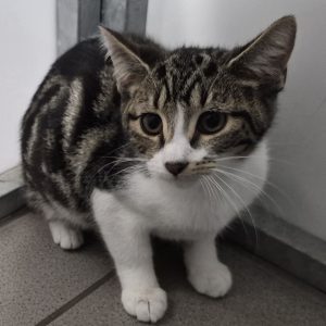 Steve- 3 Month Old Male