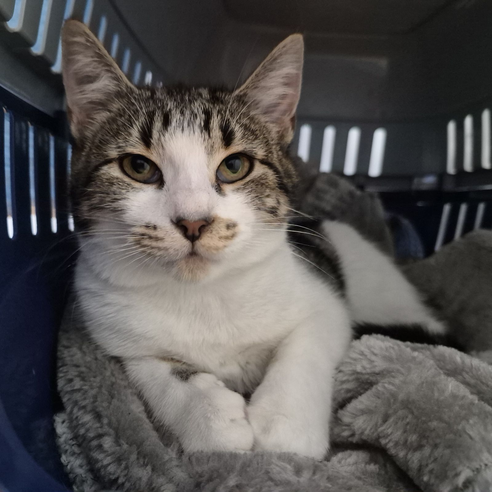 Sue- 5 Month Old Female RESERVED