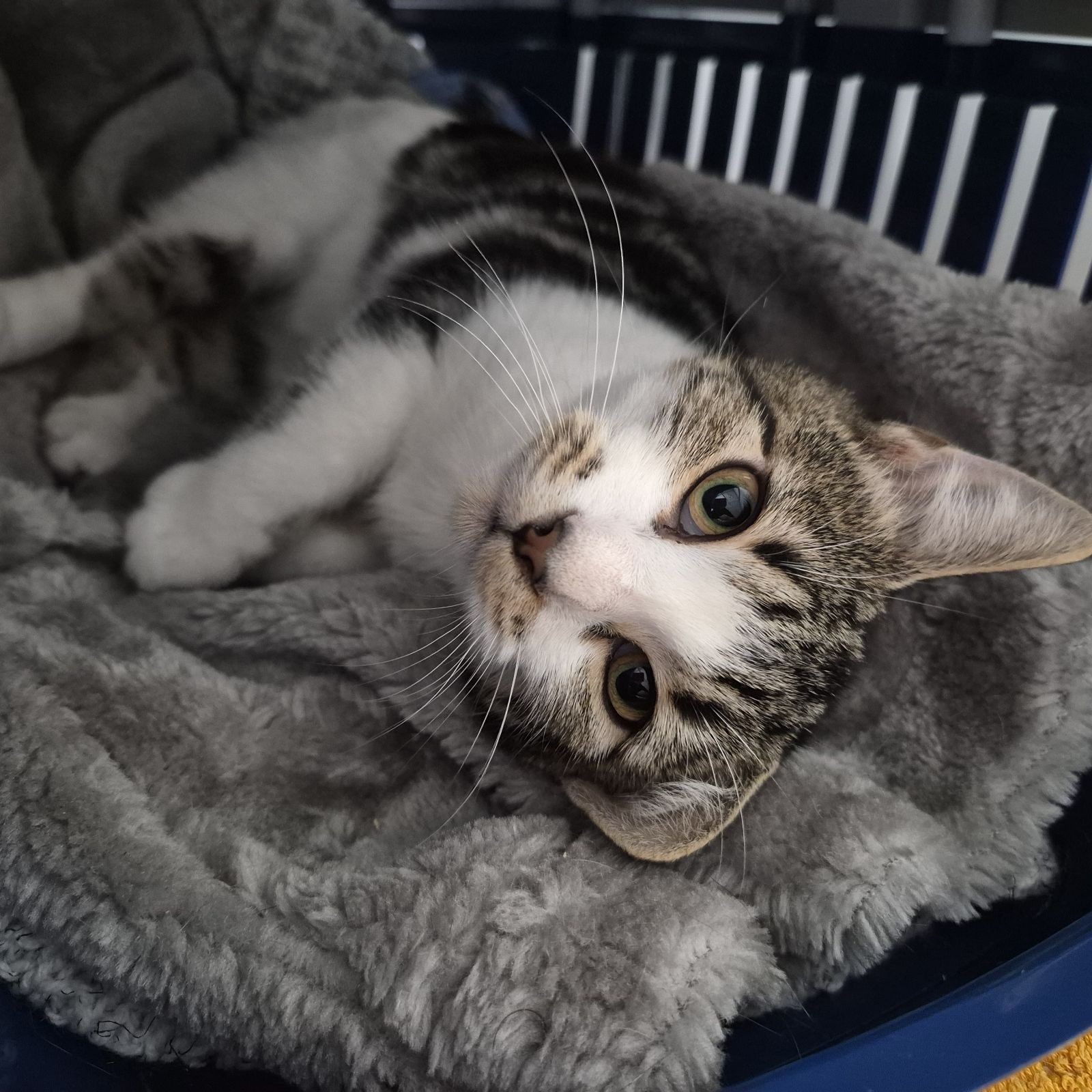 Sue- 5 Month Old Female RESERVED