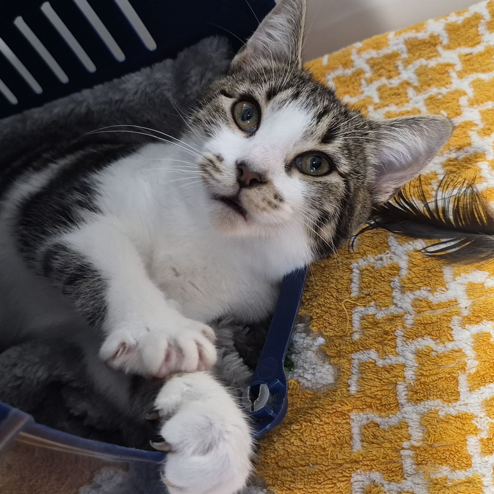 Sue- 5 Month Old Female RESERVED