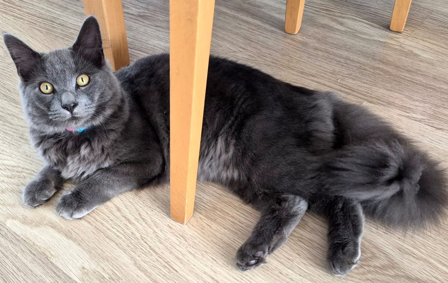 Jasper- 6 Month Old Male