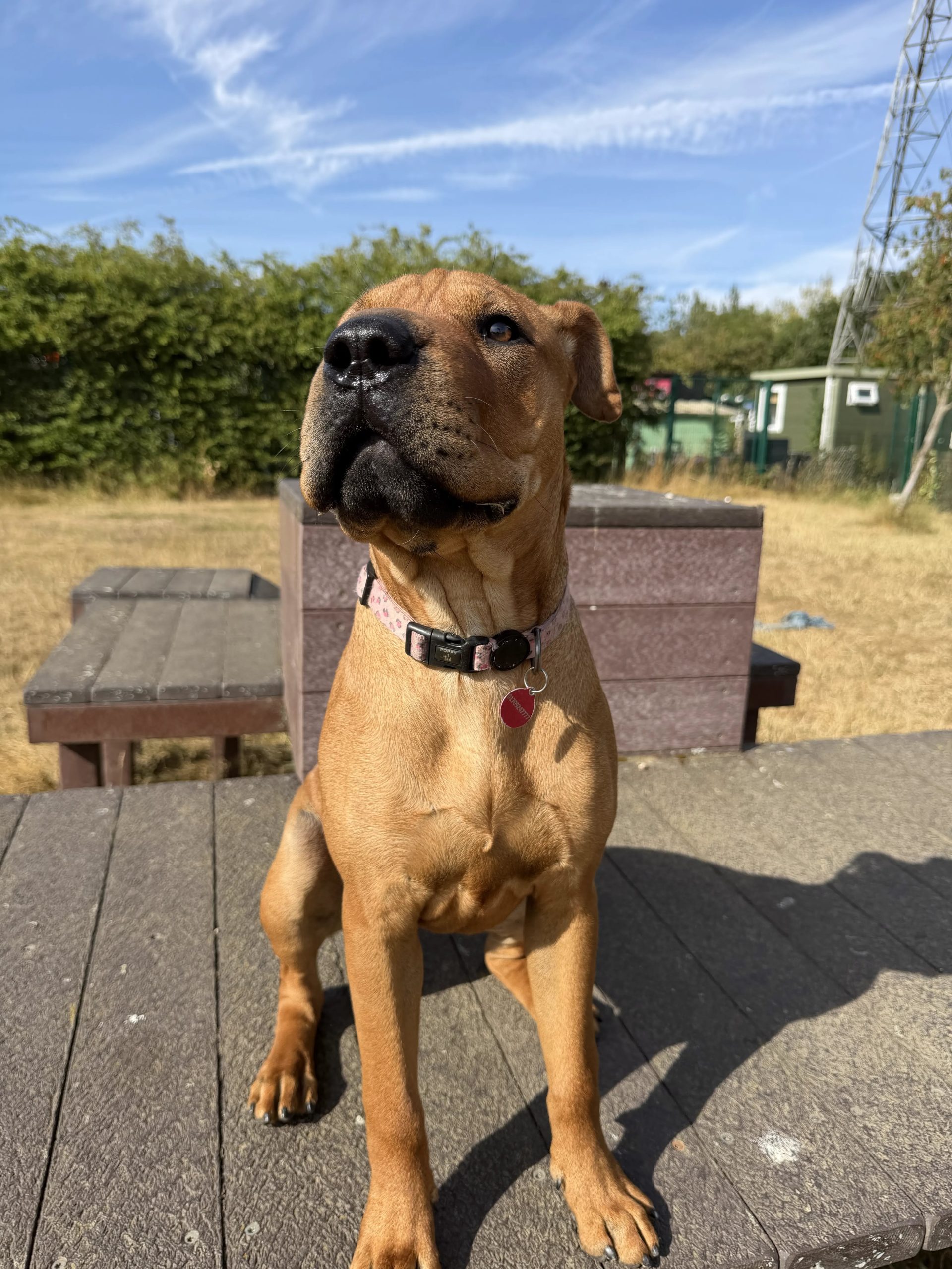 Molly – 8 month old Female