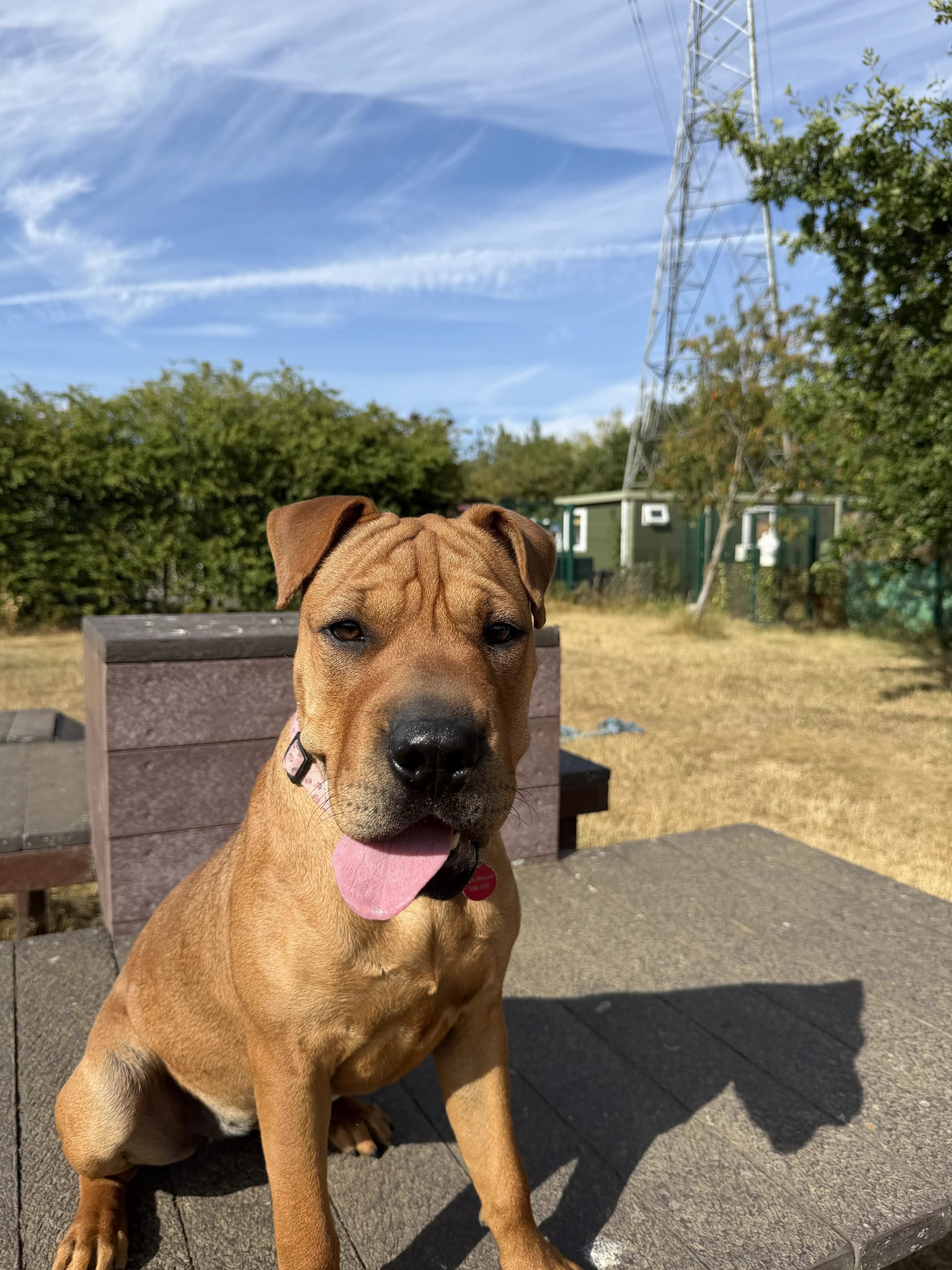 Molly – 8 month old Female