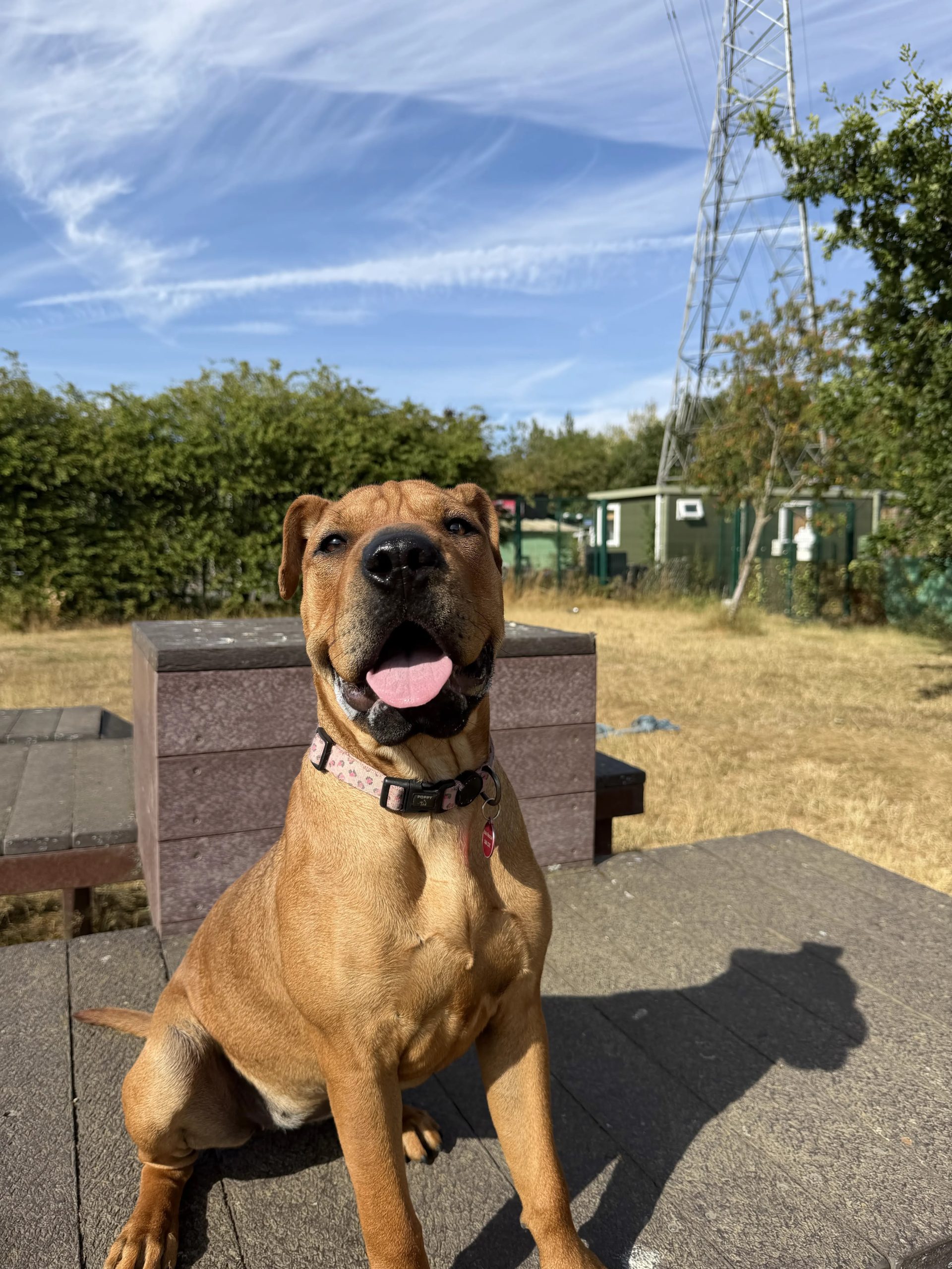 Molly – 8 month old Female