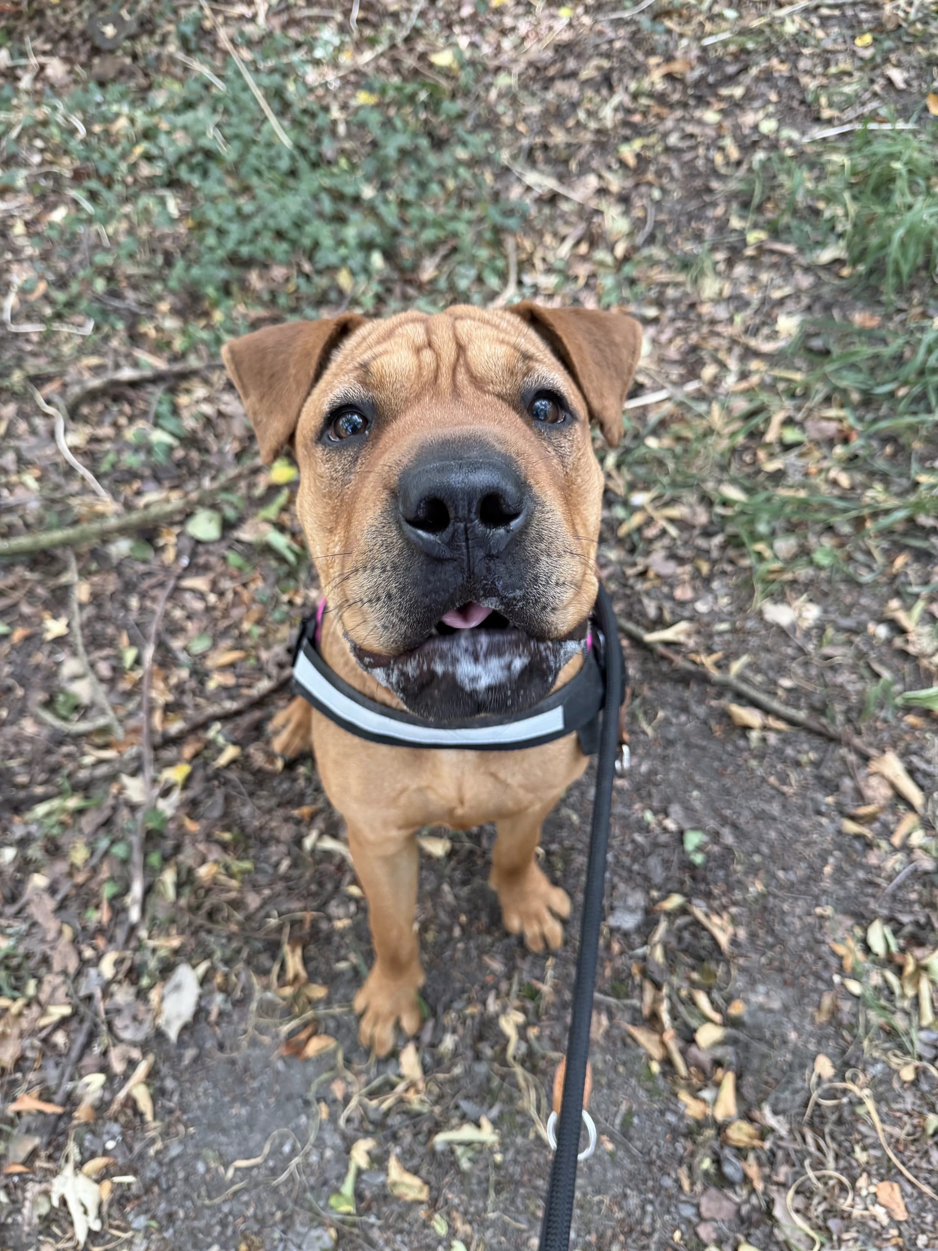 Molly – 8 month old Female