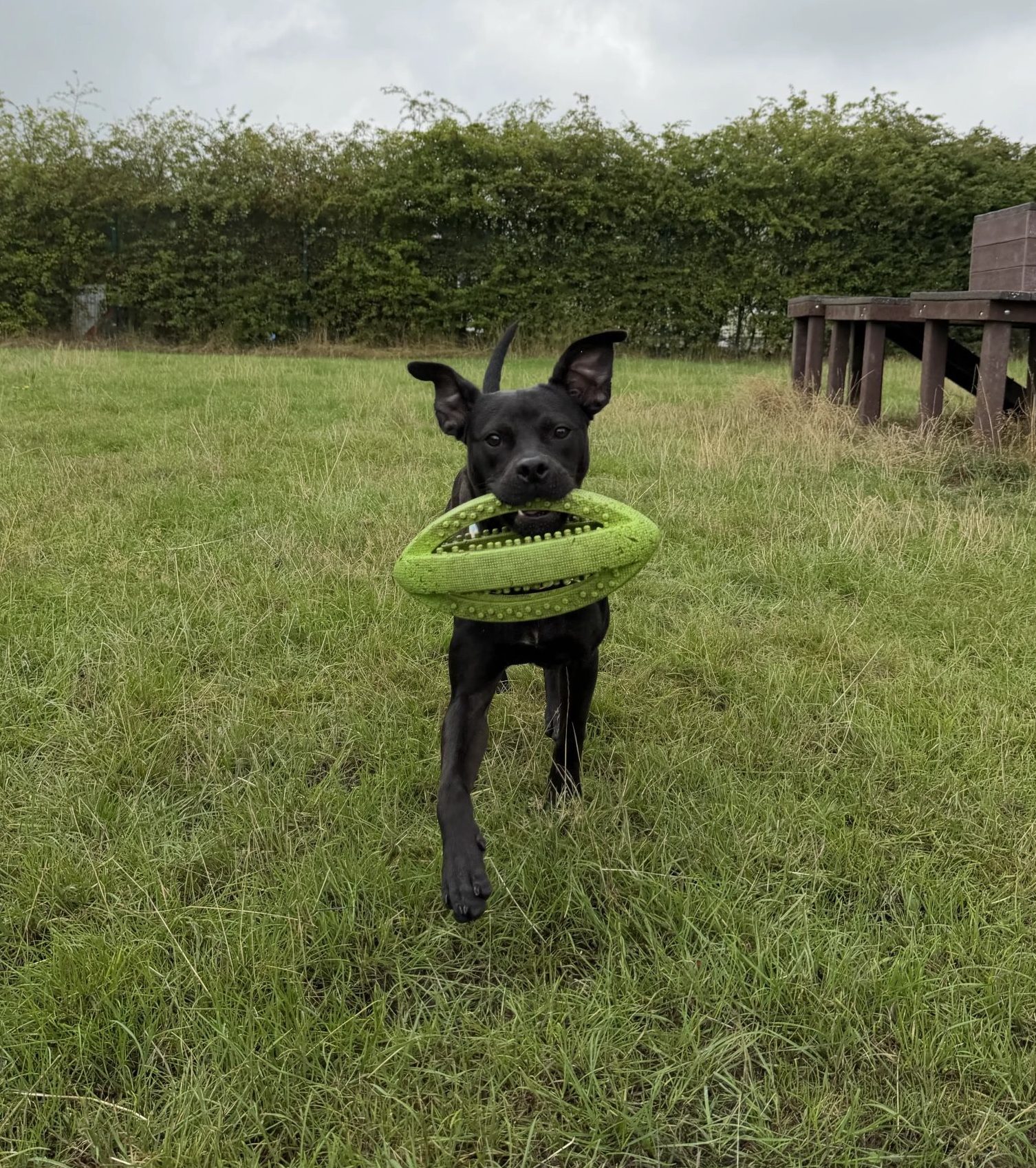 Maisy – 9 month old Female