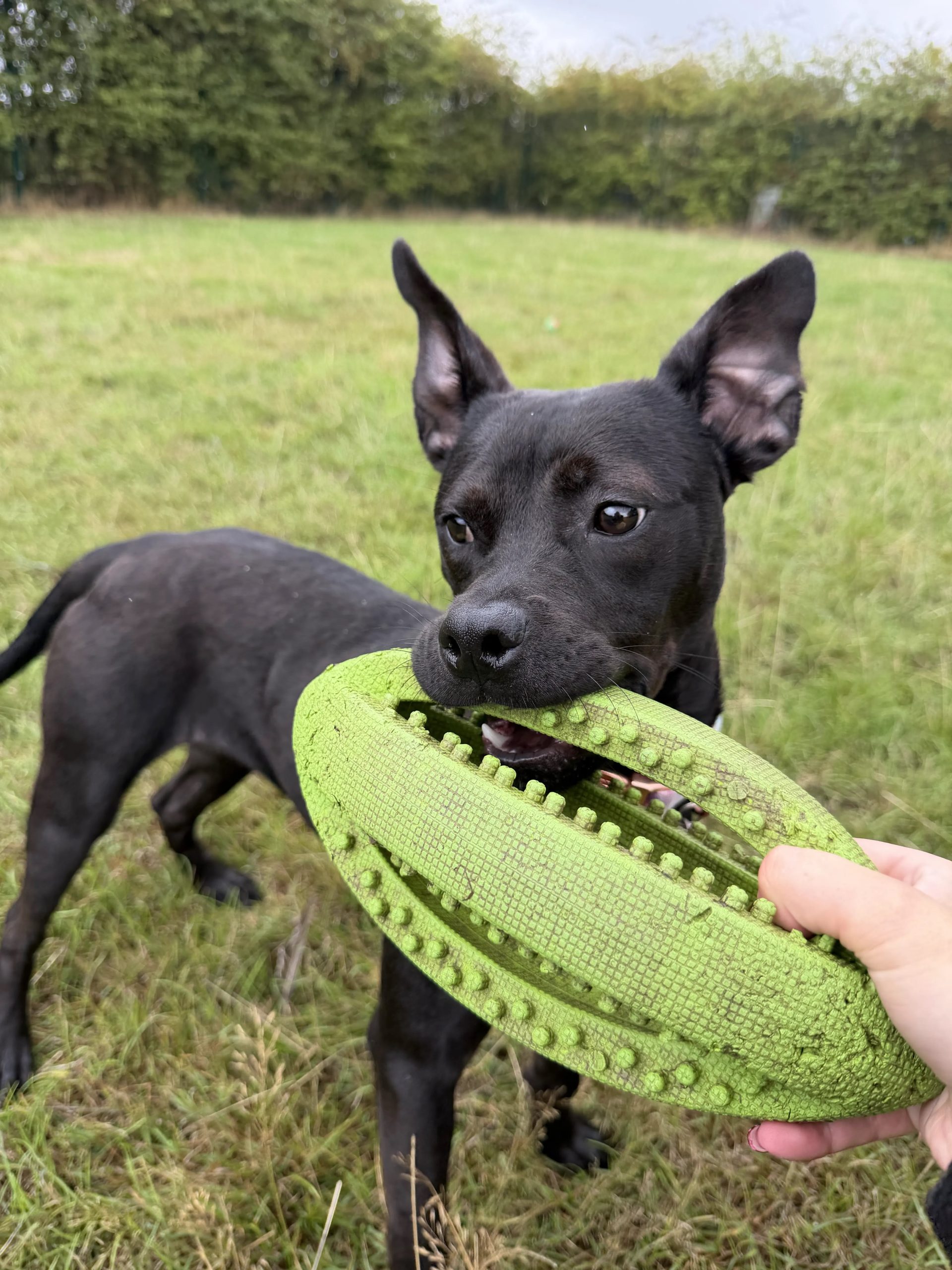 Maisy – 9 month old Female