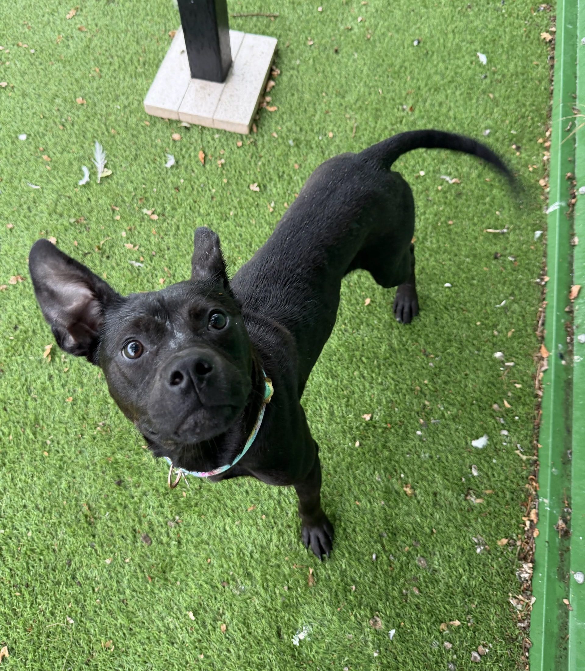 Maisy – 9 month old Female