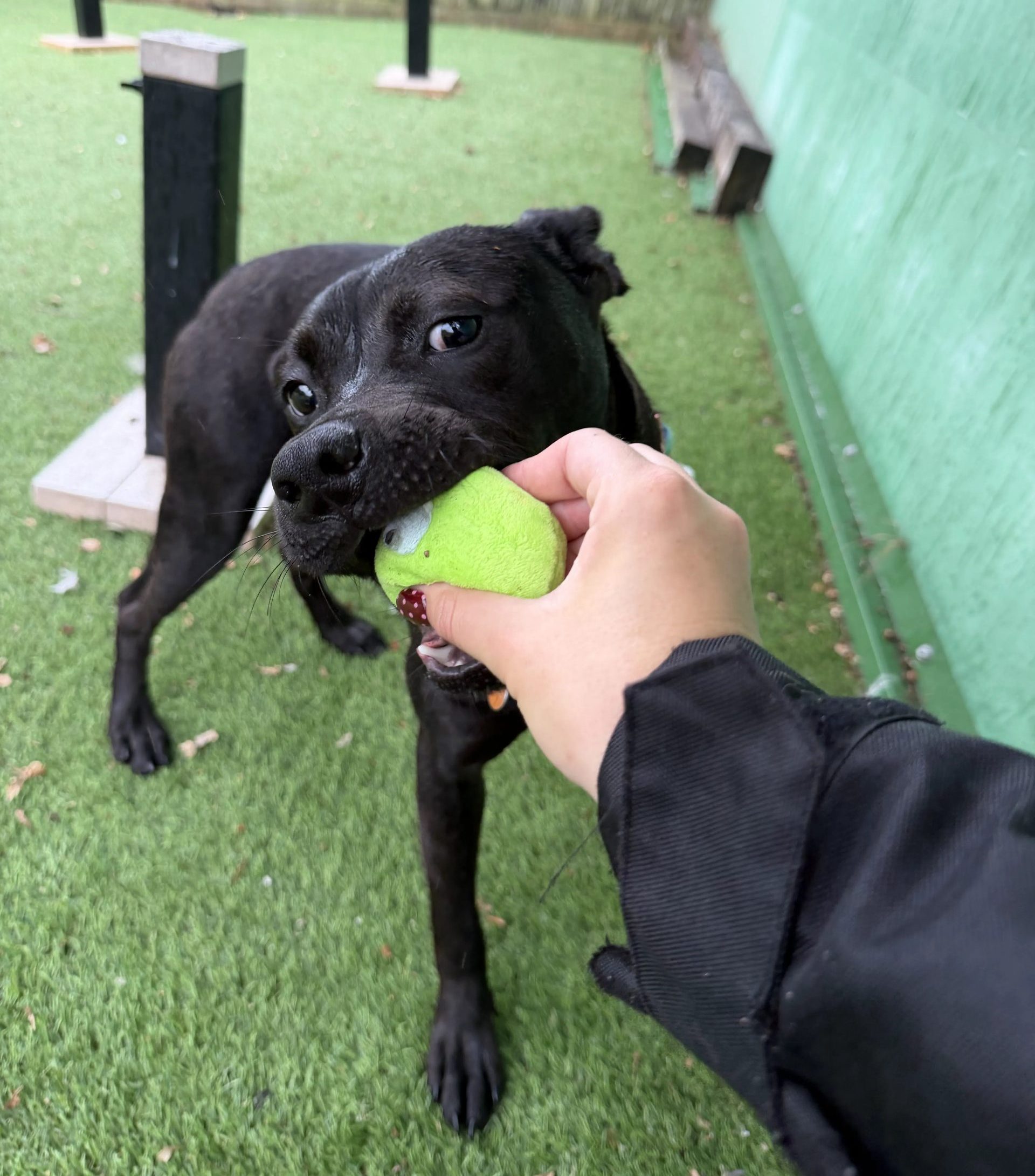 Maisy – 9 month old Female