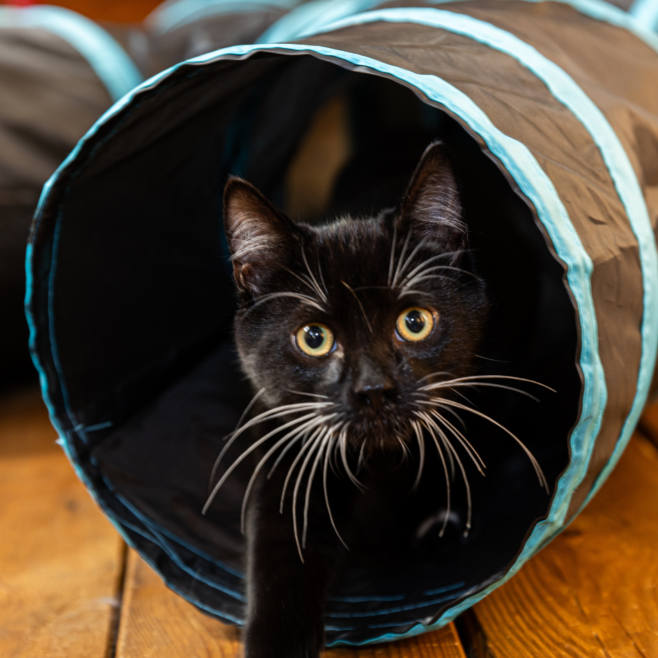 Virtual gift helping provide food, care and essentials for rescue cats and dogs at RAIN