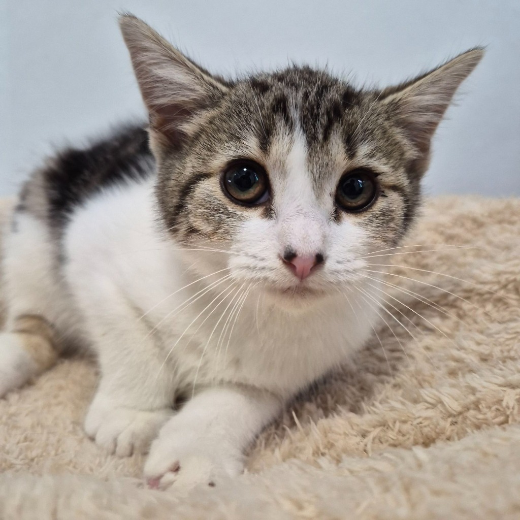 Sandra- 3 Month Old Female