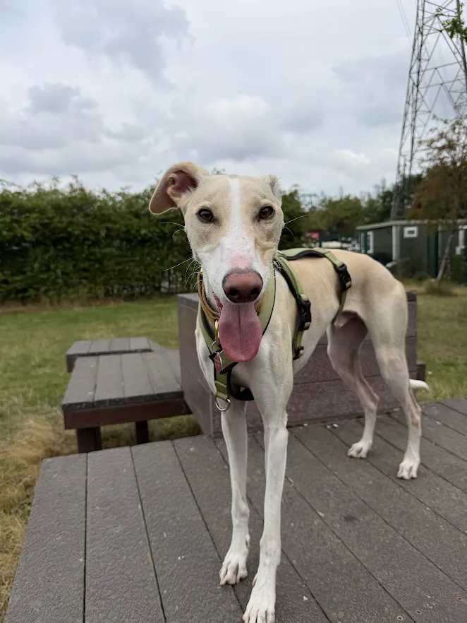 Ned – 2 year old Male